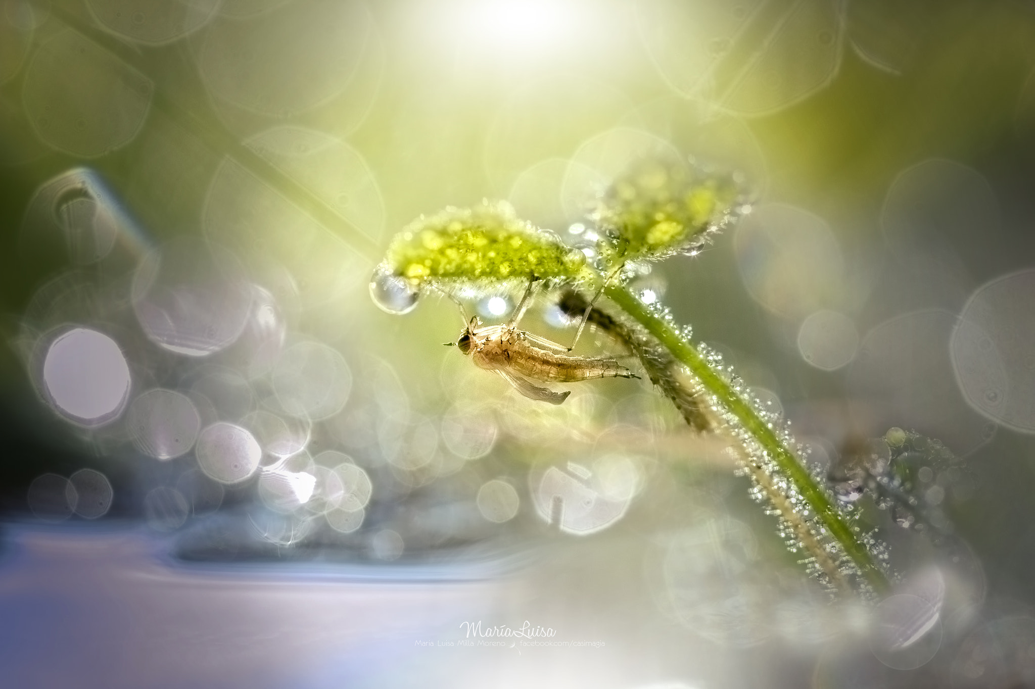 Canon EF 100mm F2.8 Macro USM sample photo. Newborn photography