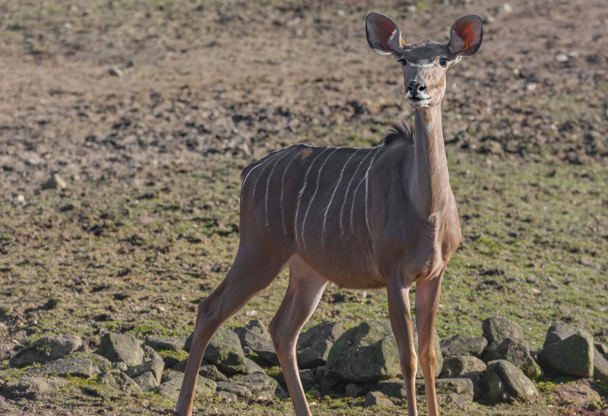 Sigma 150-600mm F5-6.3 DG OS HSM | C sample photo. Horsch photography