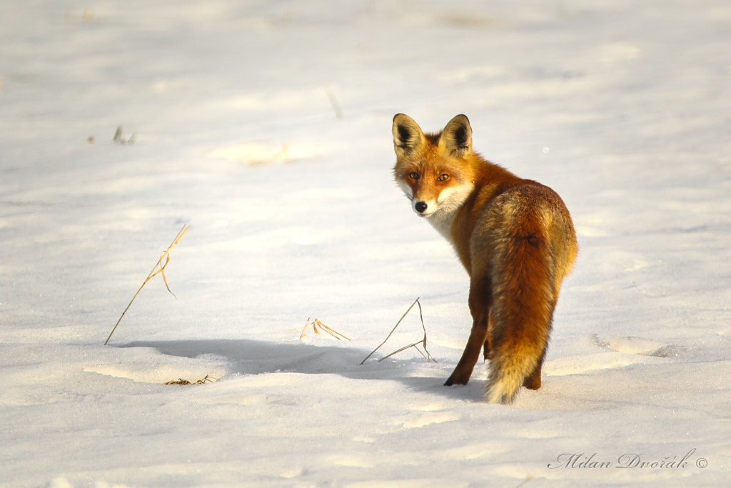 Canon EOS 7D Mark II + Canon EF 300mm F2.8L IS USM sample photo. I was just been revealed photography