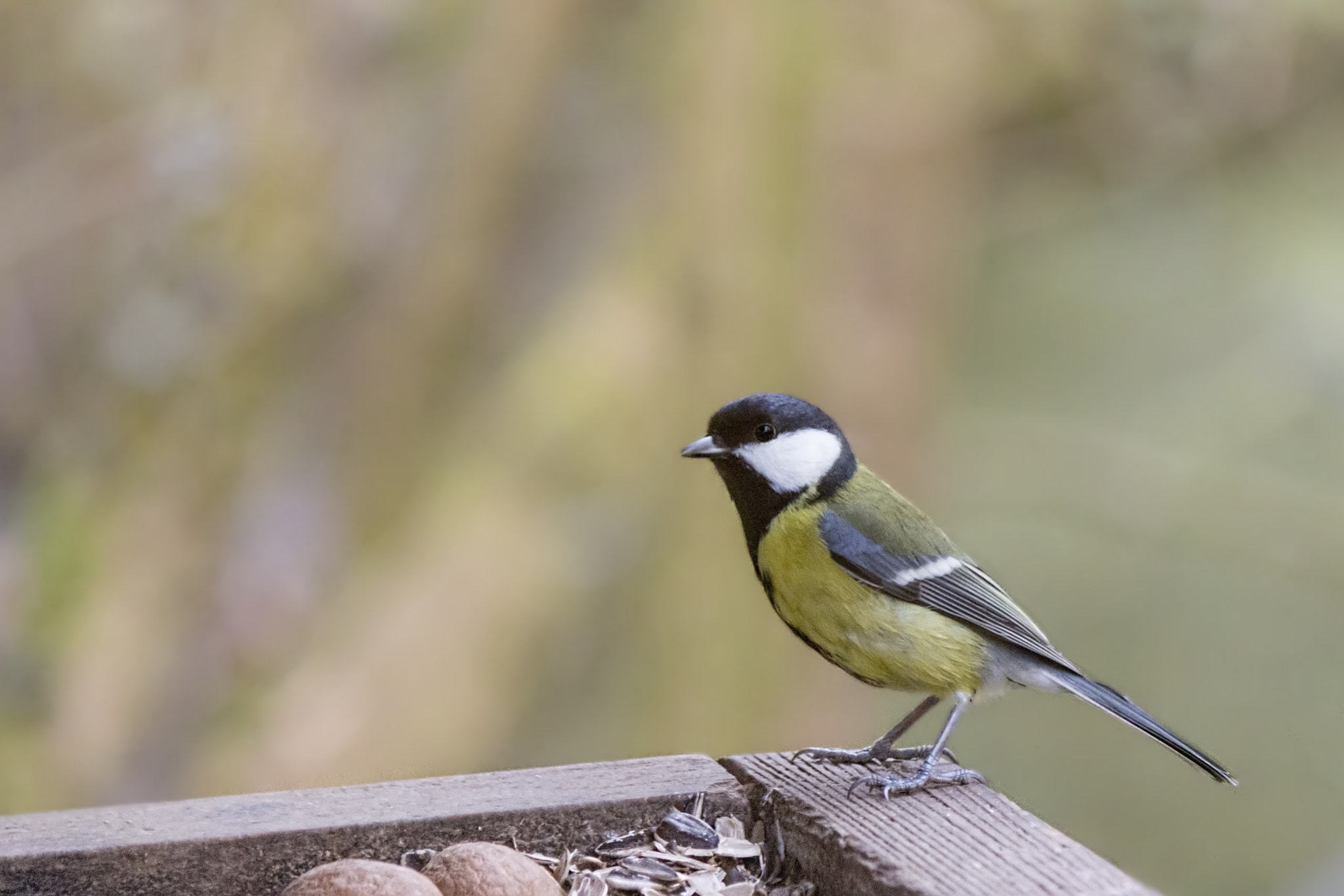 Canon EF-S 55-250mm F4-5.6 IS II sample photo. Great tit photography