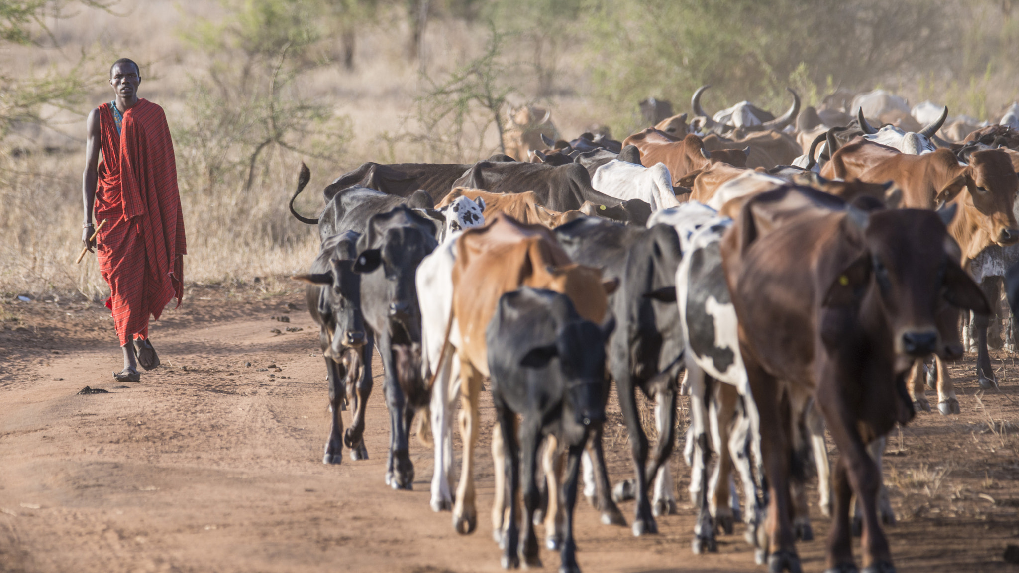 Nikon D800 sample photo. Masai herder, southern tanzania photography