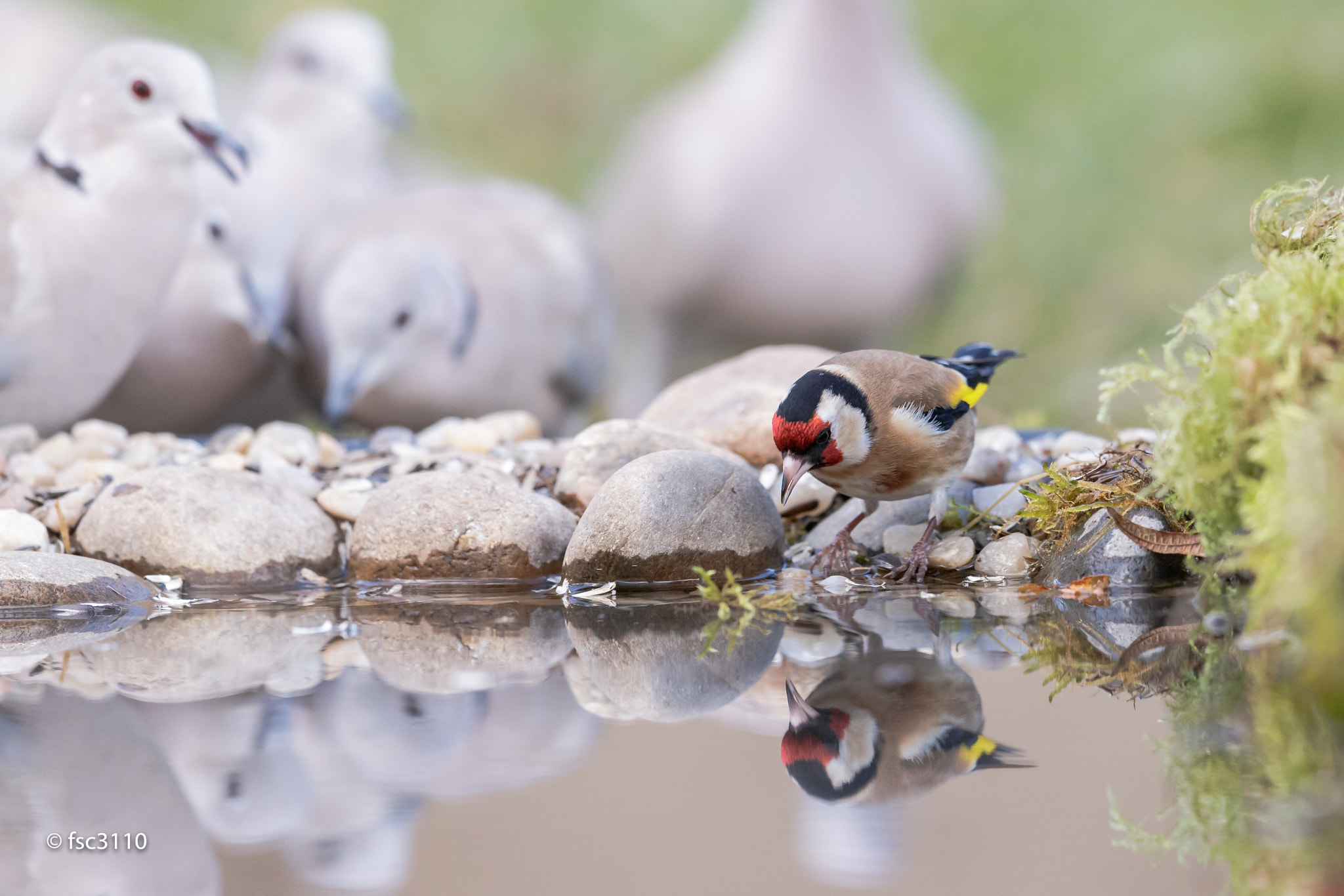 Canon EF 500mm F4L IS II USM sample photo. European goldfinch photography