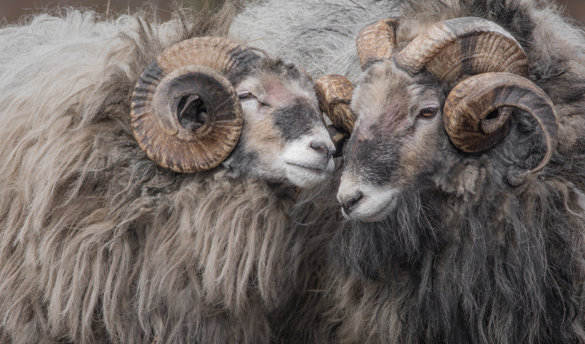 Sigma 150-600mm F5-6.3 DG OS HSM | C sample photo. Frisch verliebt photography