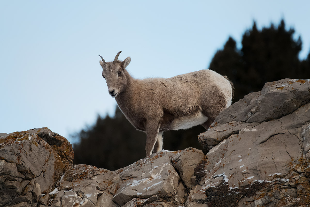 XF100-400mmF4.5-5.6 R LM OIS WR + 1.4x sample photo. Goat view photography
