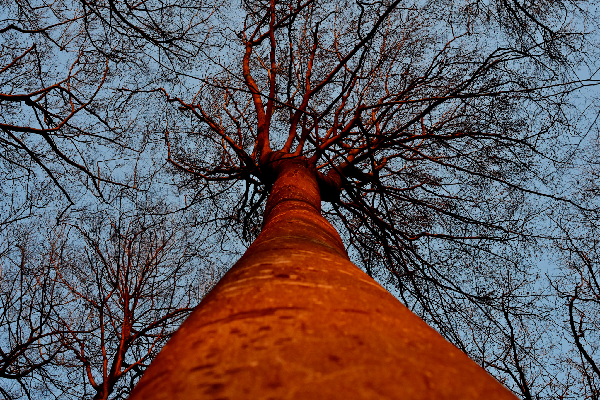 Nikon D7200 sample photo. Fire tree photography