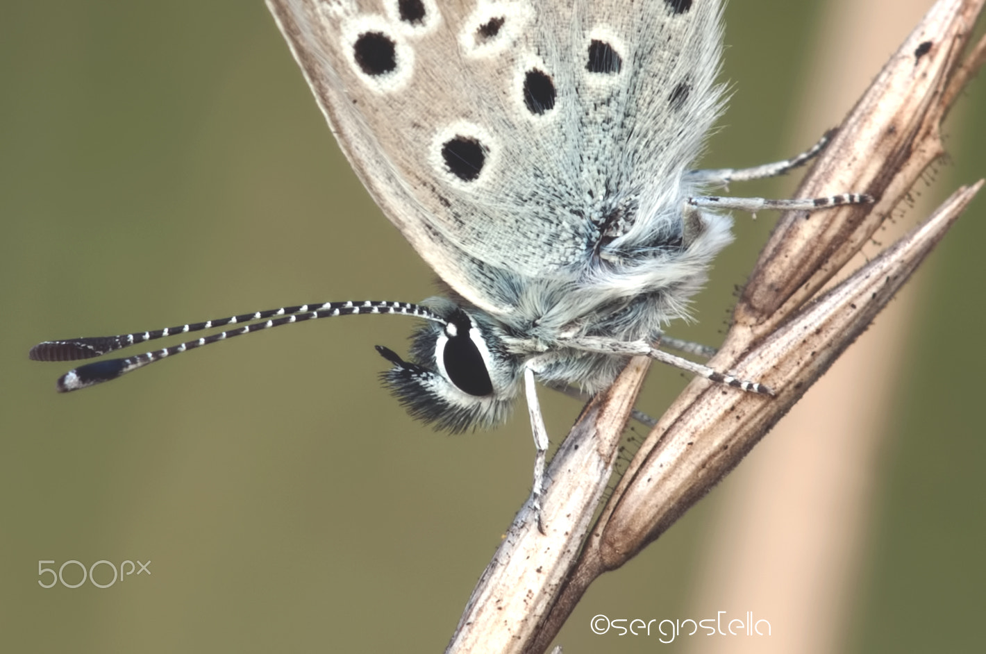 Sigma 150mm F2.8 EX DG Macro HSM sample photo. Piccolina________ photography