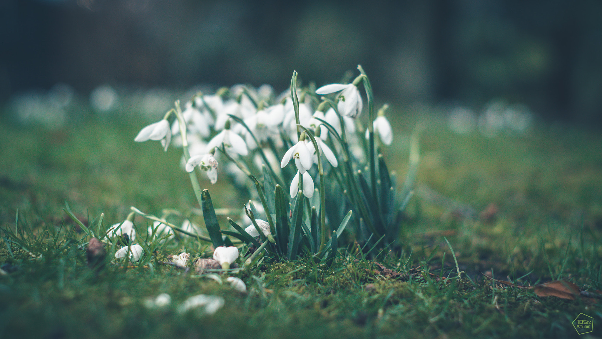 Sony ILCA-77M2 sample photo. Snowdrops coming into life! photography