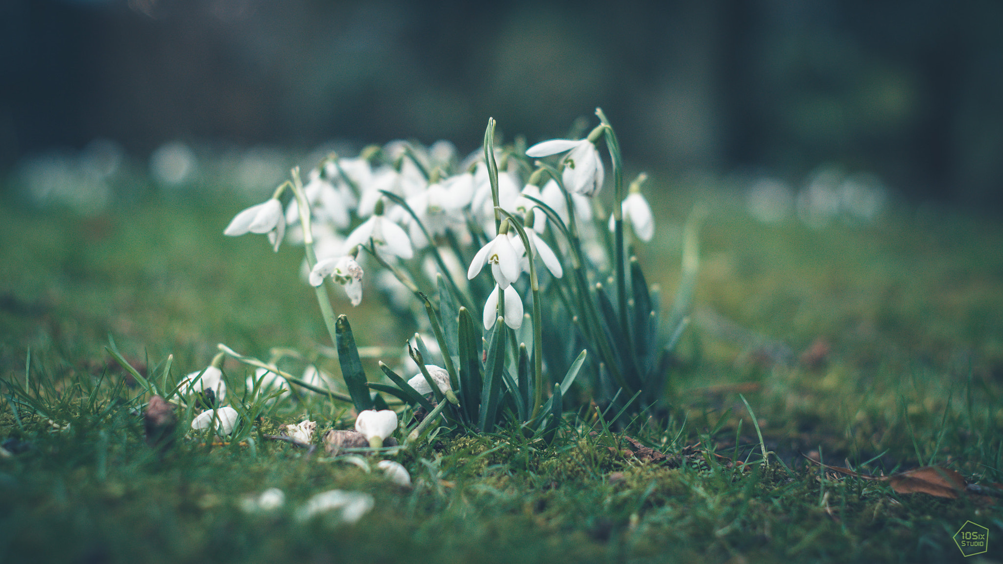 Sony ILCA-77M2 + Minolta AF 50mm F1.7 sample photo. Snowdrops coming into life! photography
