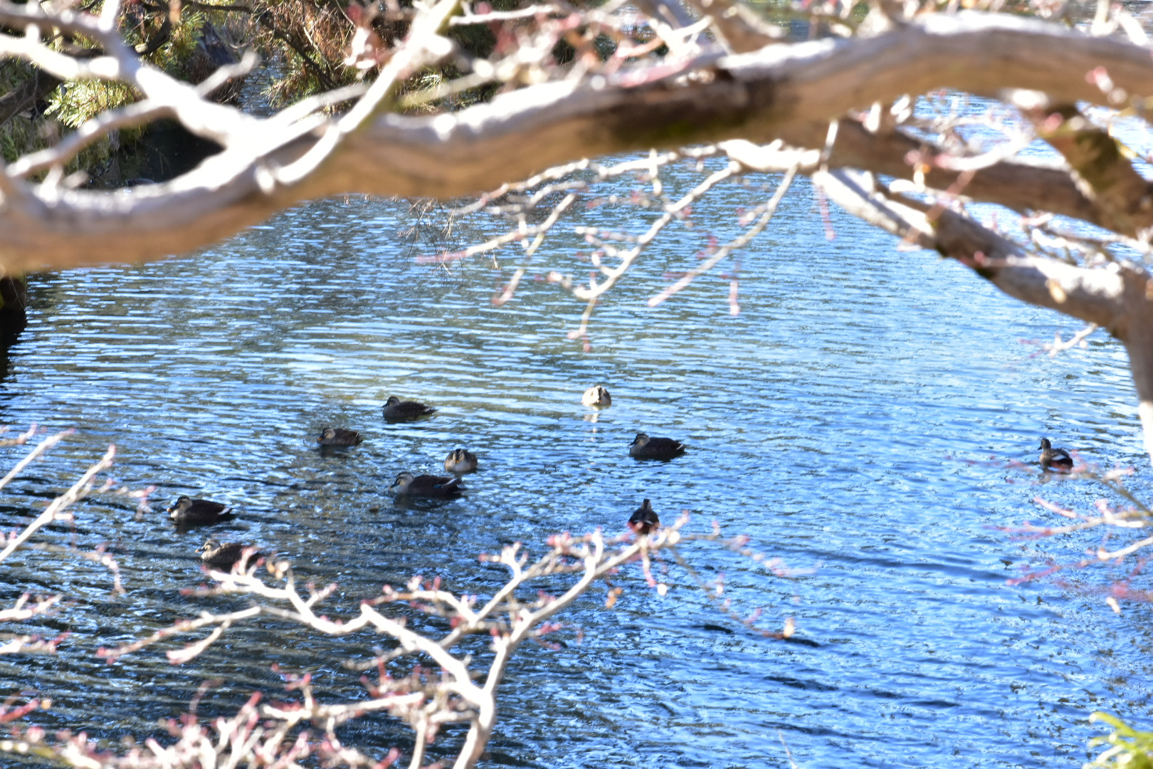 Nikon AF-S DX Micro-Nikkor 85mm F3.5G ED VR sample photo