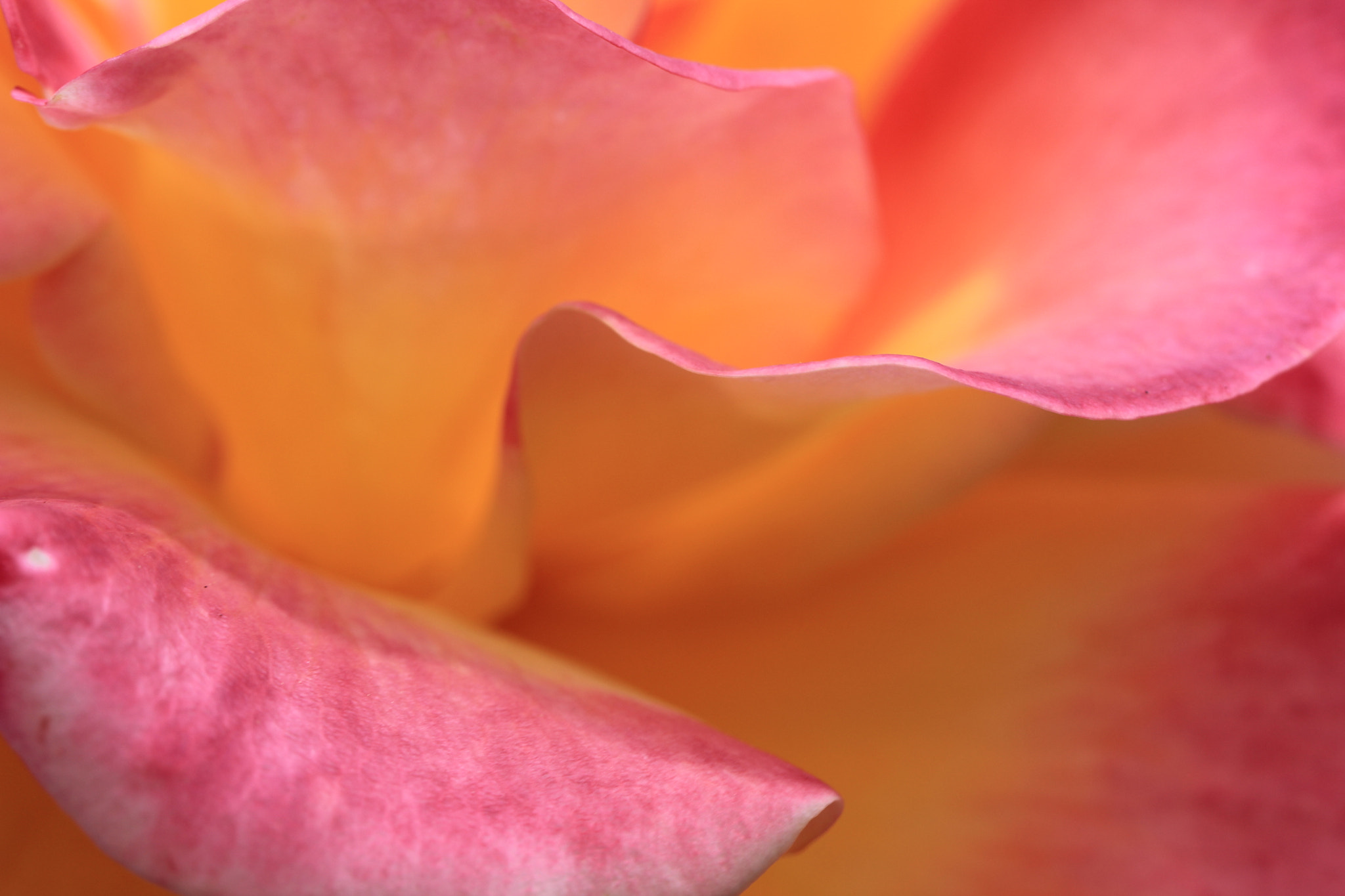 Canon EF 100mm F2.8L Macro IS USM sample photo. Img photography