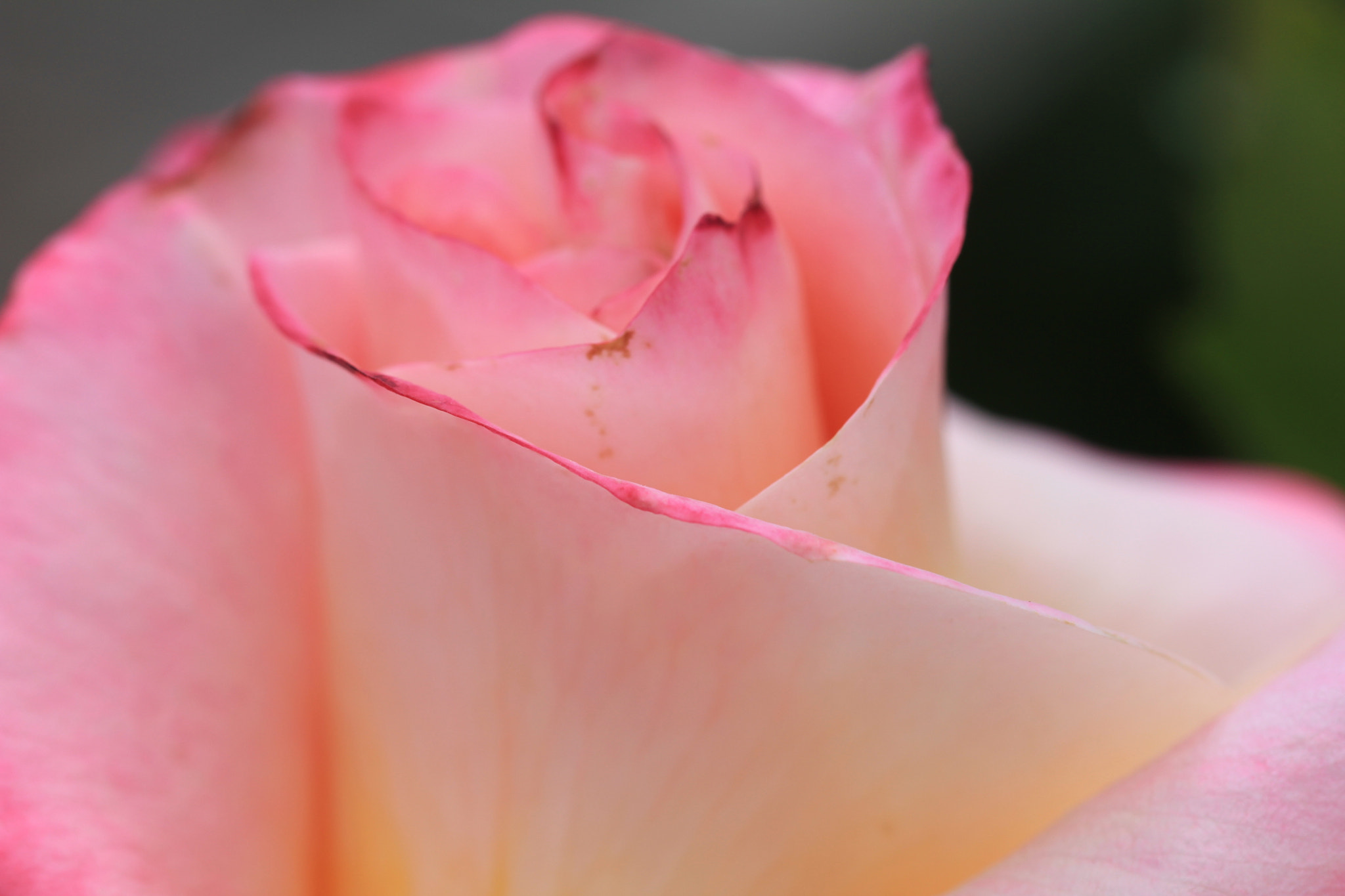Canon EF 100mm F2.8L Macro IS USM sample photo. Img photography