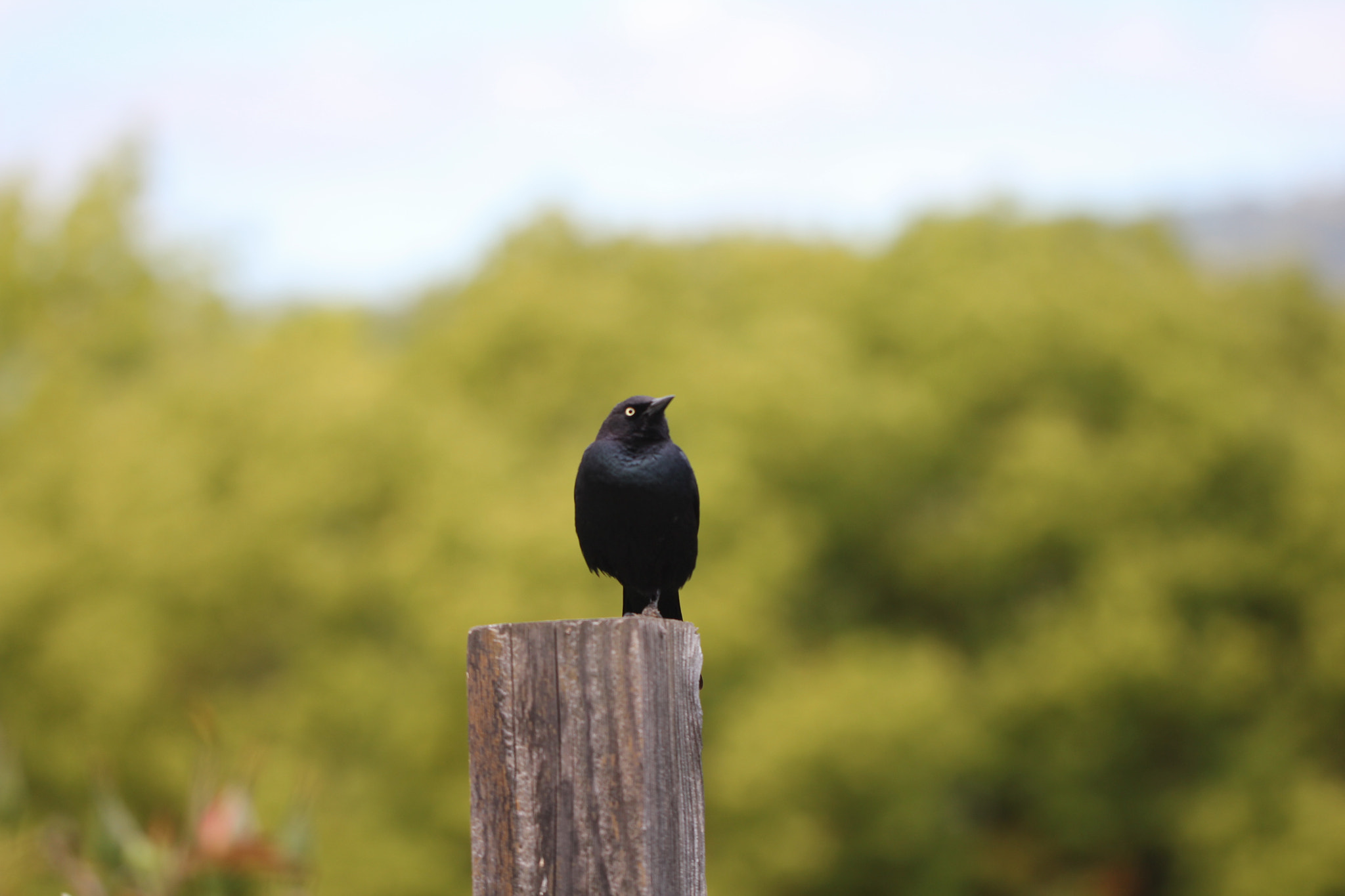 Canon EF 100mm F2.8L Macro IS USM sample photo. Img photography