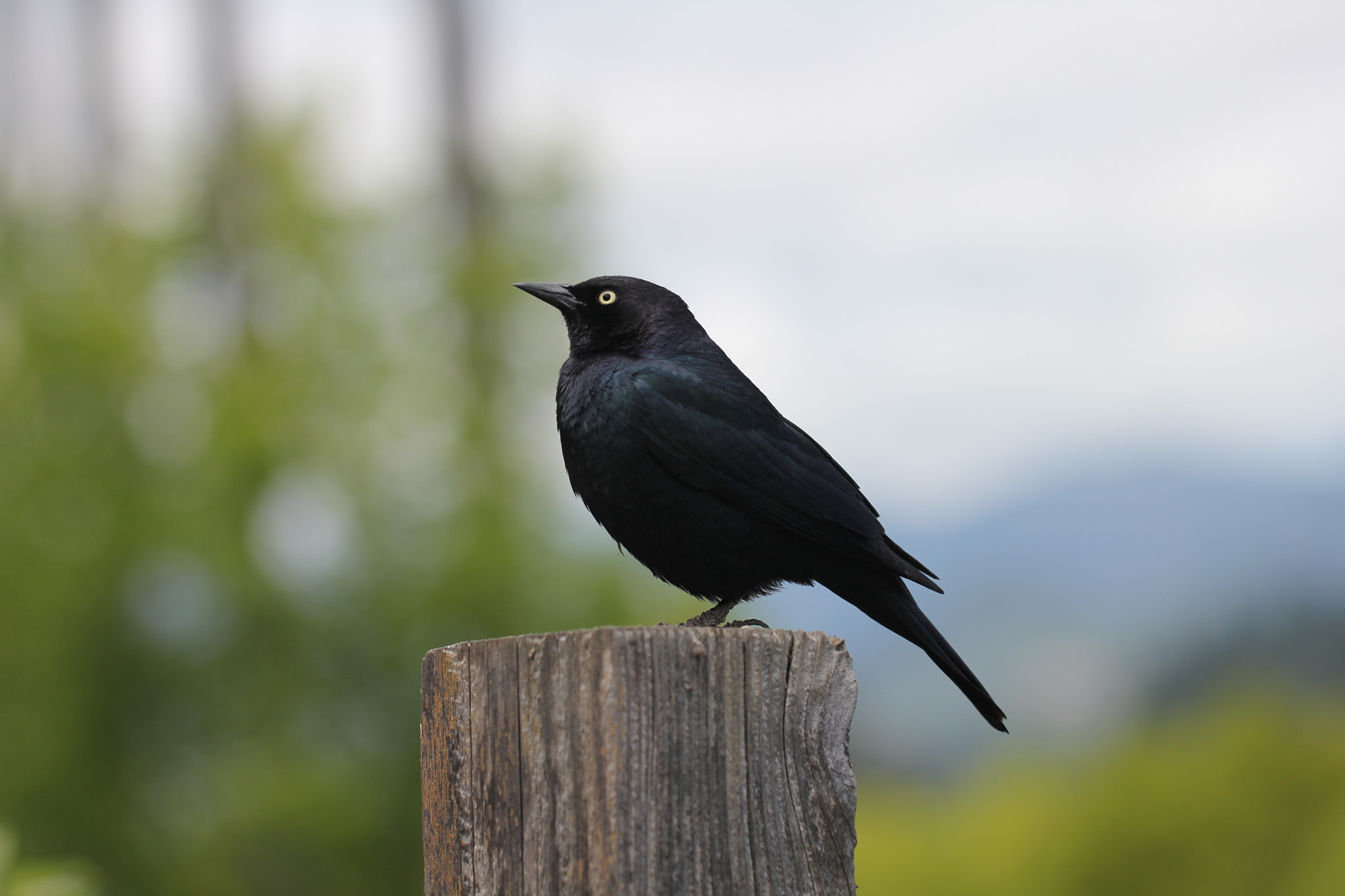 Canon EF 100mm F2.8L Macro IS USM sample photo. () photography