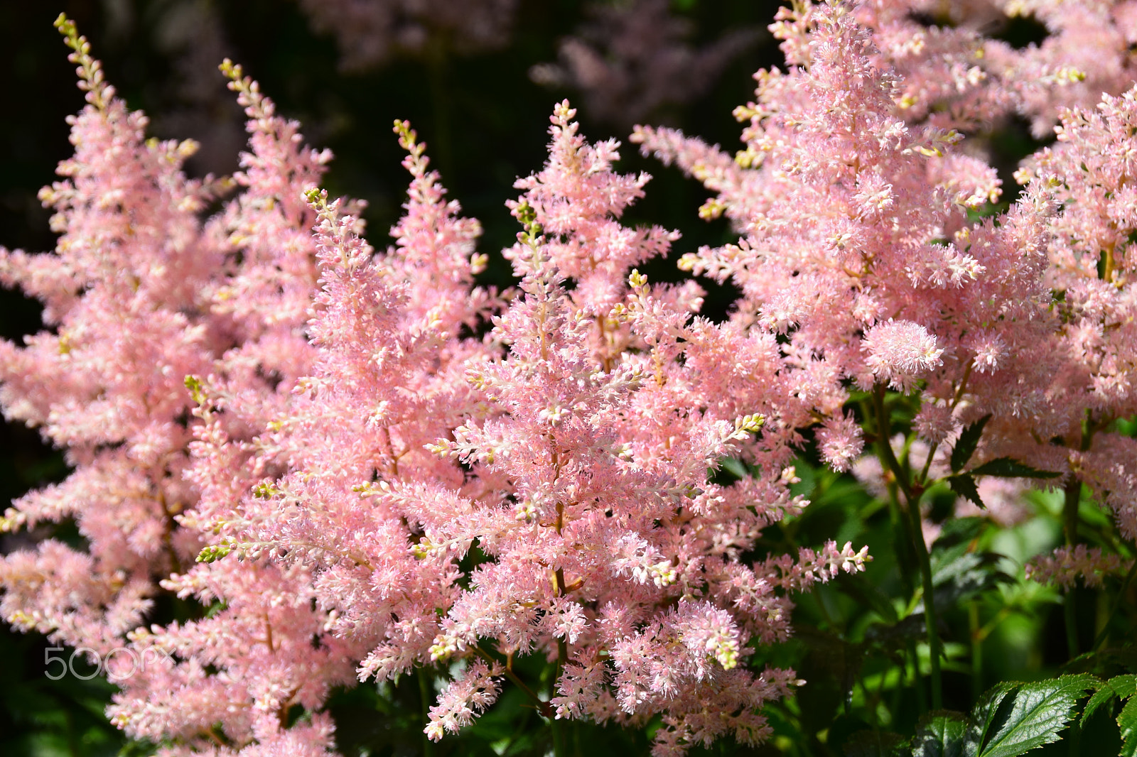 Nikon D3300 + Tamron AF 18-200mm F3.5-6.3 XR Di II LD Aspherical (IF) Macro sample photo. Pink astilbe flowers blooming. photography
