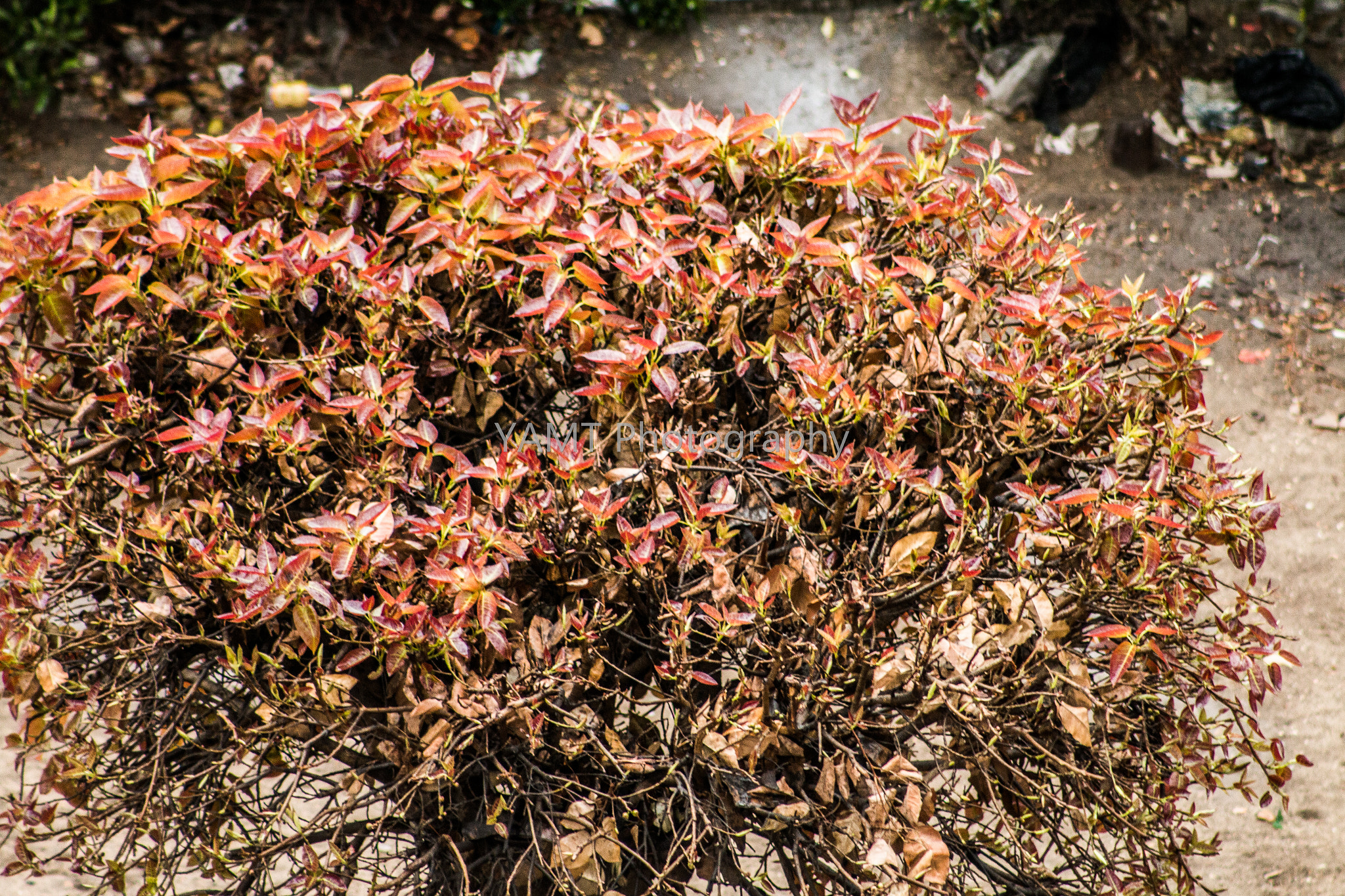 Canon EOS 70D + EF75-300mm f/4-5.6 sample photo. Mg photography