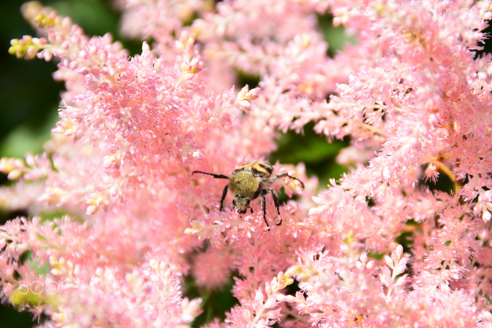 Nikon D3300 + Tamron AF 18-200mm F3.5-6.3 XR Di II LD Aspherical (IF) Macro sample photo. Pink astilbe flowers and a bumblebee. photography