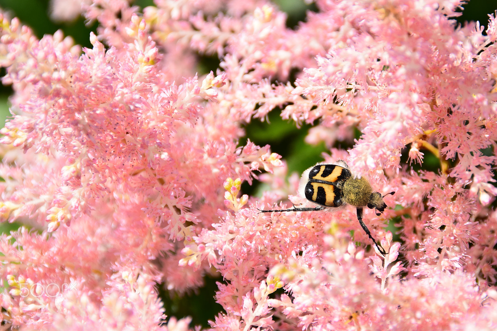 Nikon D3300 + Tamron AF 18-200mm F3.5-6.3 XR Di II LD Aspherical (IF) Macro sample photo. Pink astilbe flowers and a bumblebee. photography