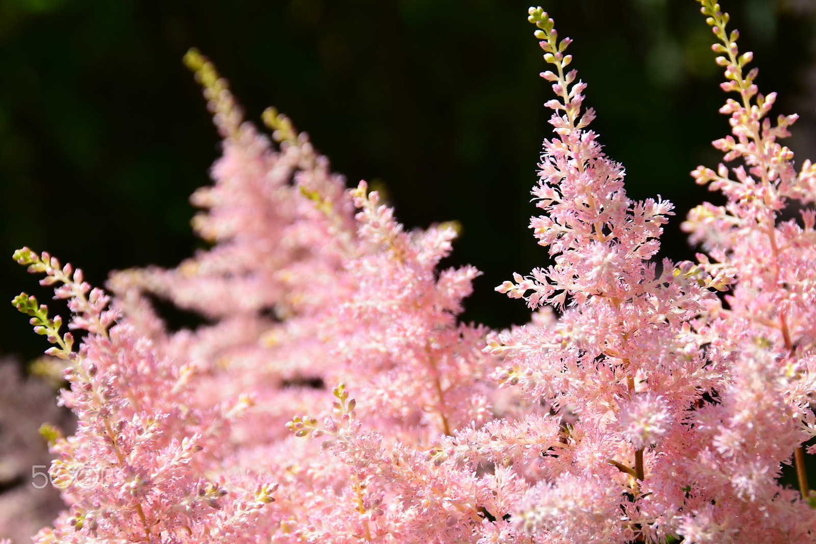 Nikon D3300 + Tamron AF 18-200mm F3.5-6.3 XR Di II LD Aspherical (IF) Macro sample photo. Closeup of a pink astilbe flowers blooming. photography