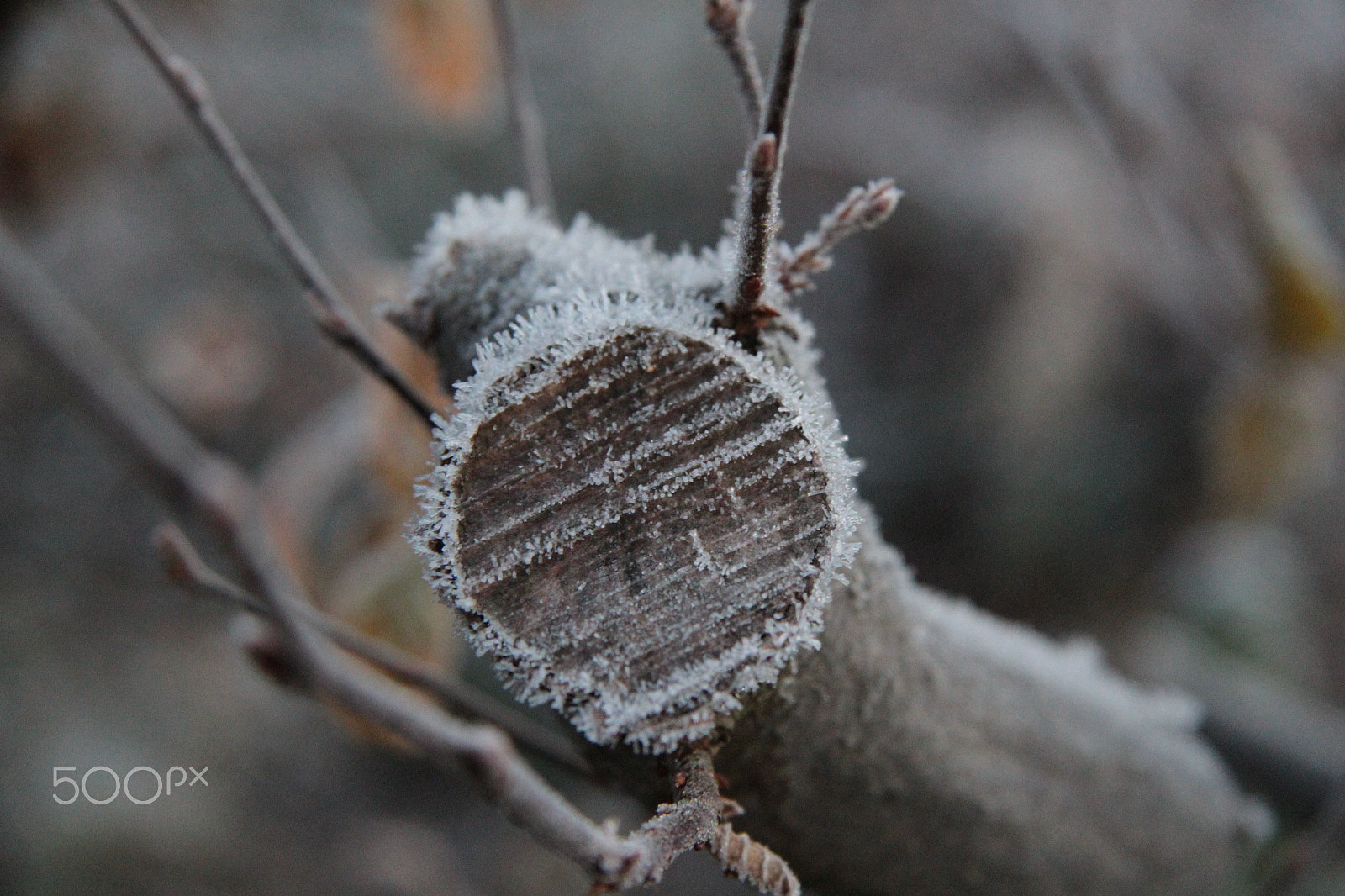 Canon EF-S 17-85mm F4-5.6 IS USM sample photo. Frozen photography