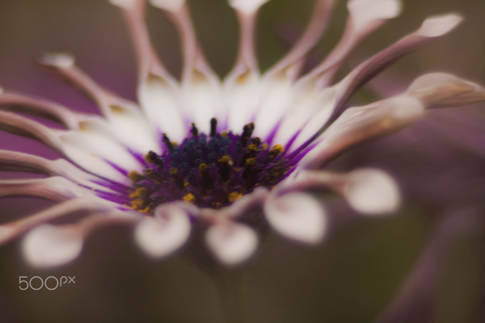 Canon EF 35-80mm f/4-5.6 sample photo. Enojada photography