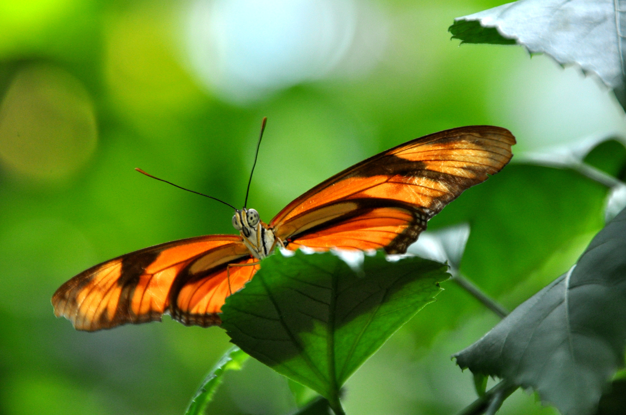 Nikon D5000 sample photo. Dryas iulia photography