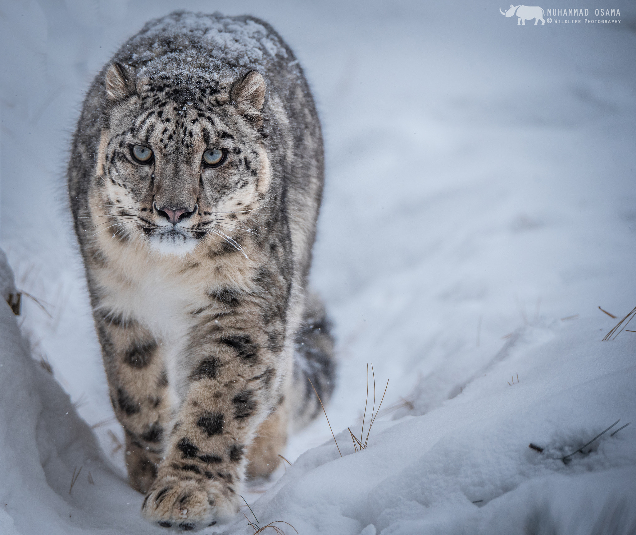 Nikon D750 + Sigma 150-600mm F5-6.3 DG OS HSM | S sample photo. Snow leopard photography