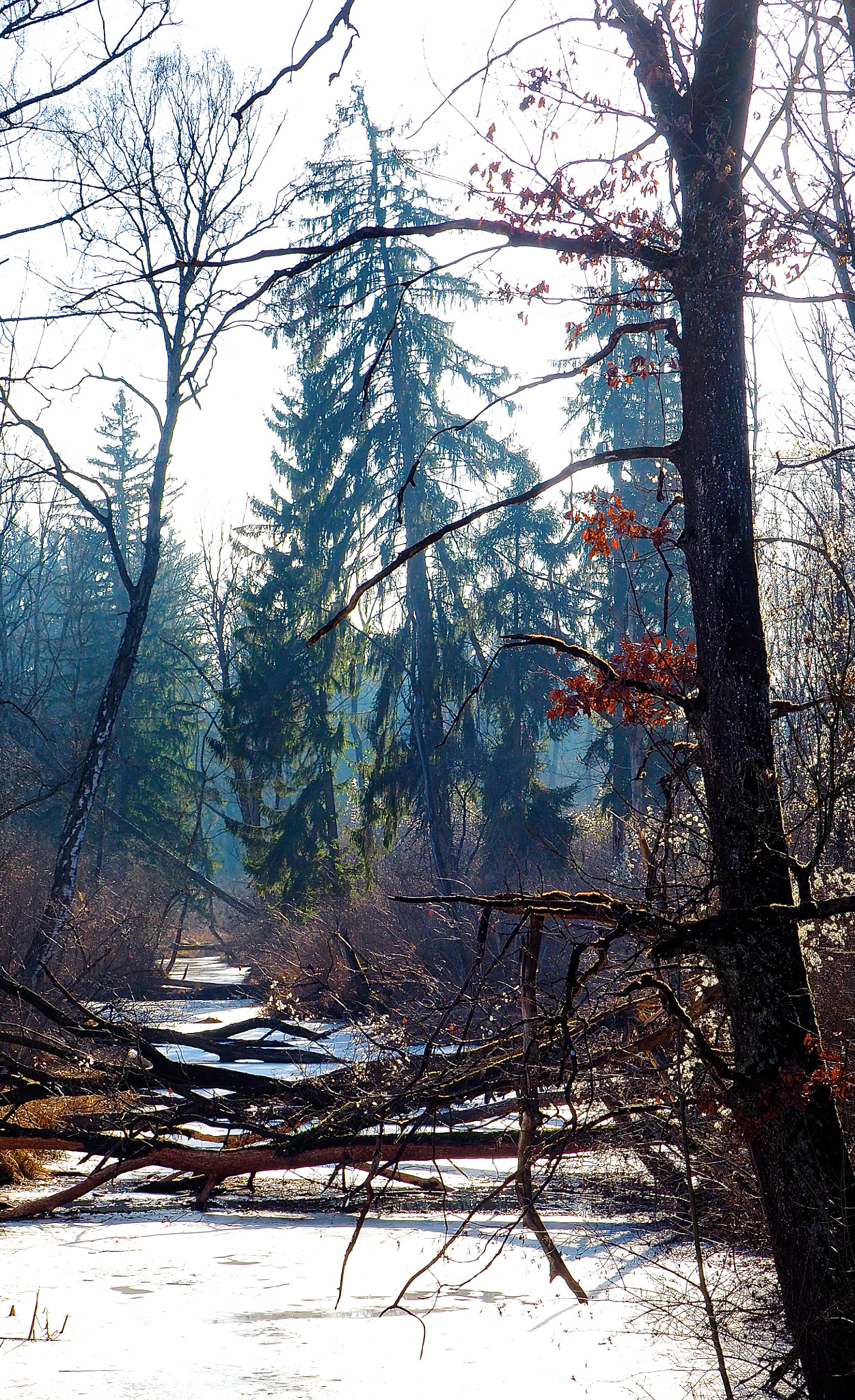 Olympus OM-D E-M5 II sample photo. Down stream photography