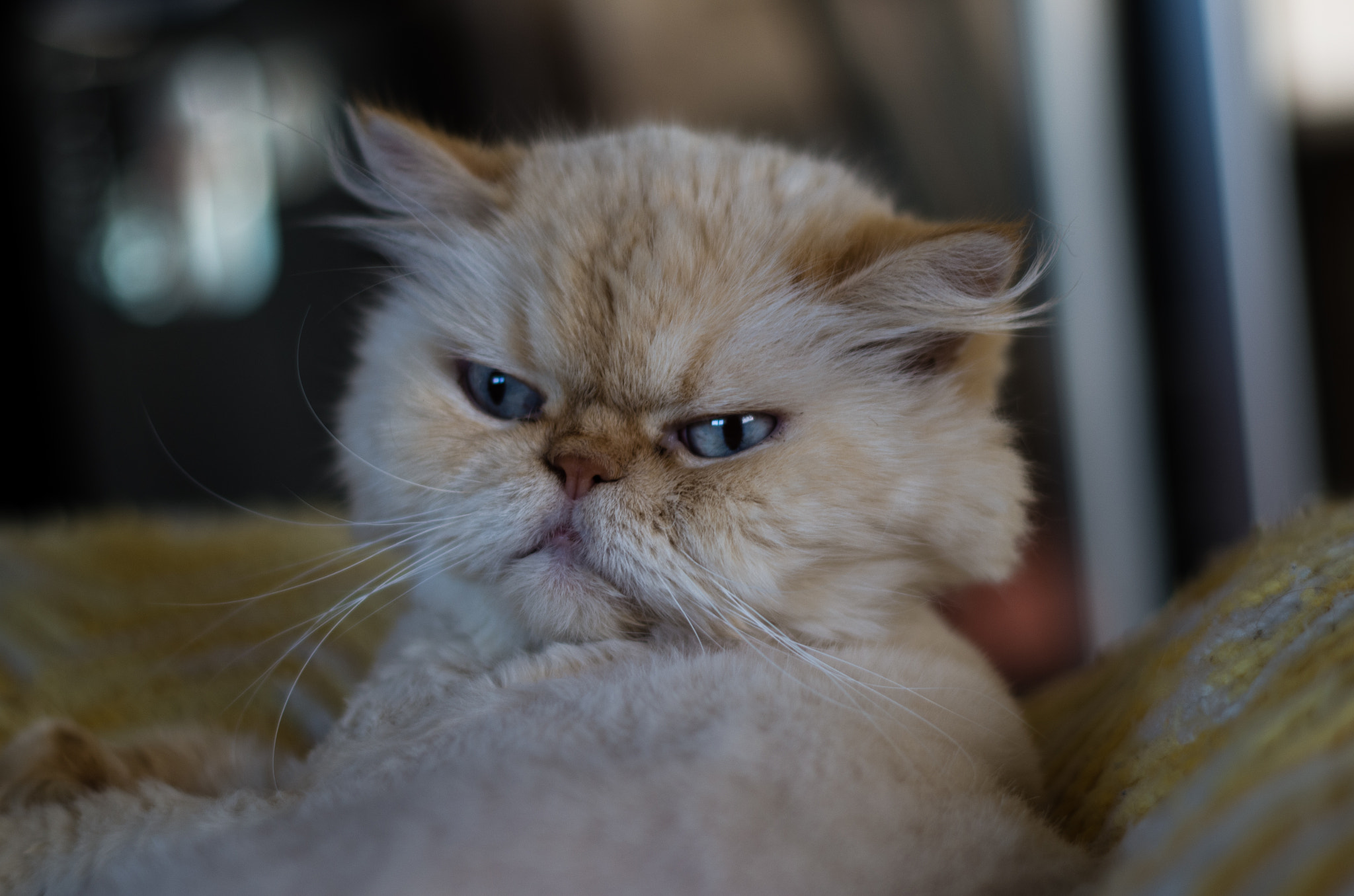Pentax K-50 + Pentax smc DA 50mm F1.8 sample photo. Ibanez comes alive photography