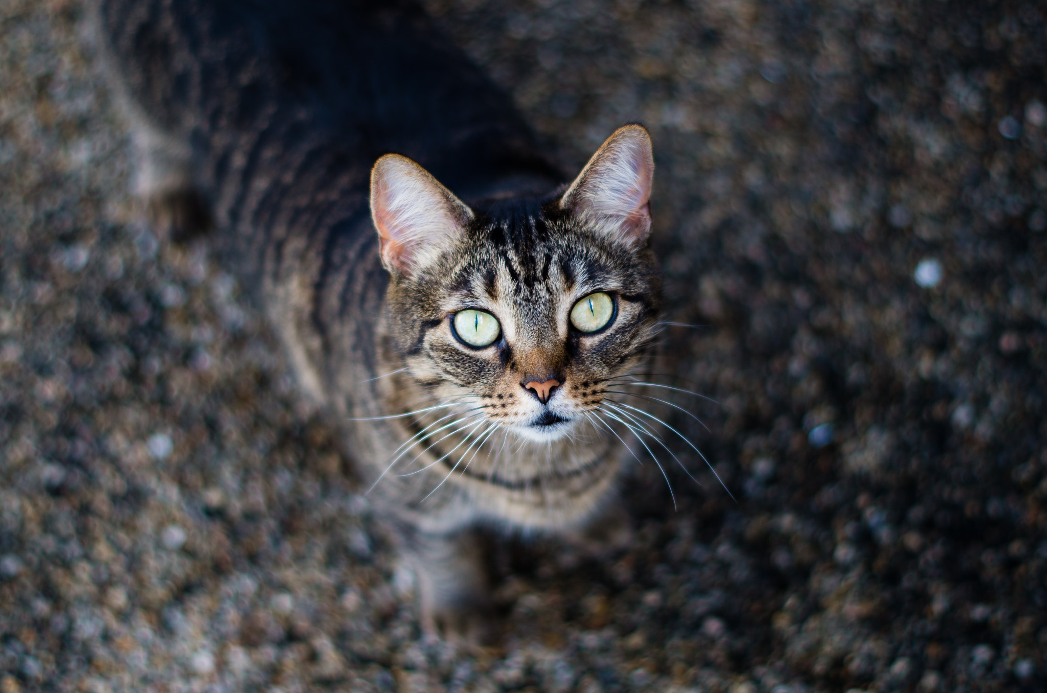 Pentax K-50 sample photo. Green eyed willow photography