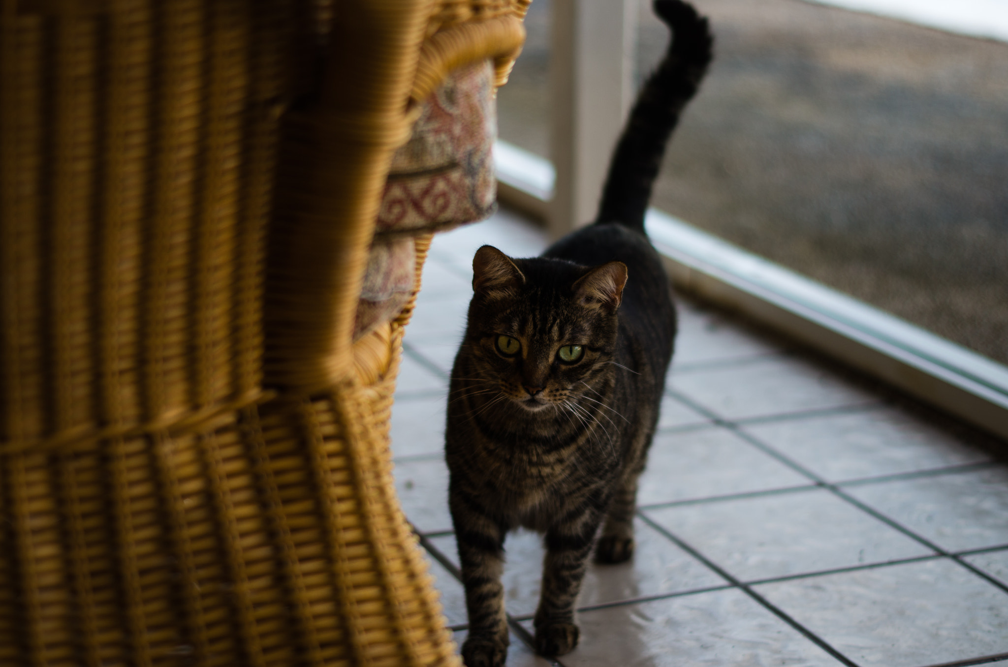 Pentax K-50 + Pentax smc DA 50mm F1.8 sample photo. A curious cat photography