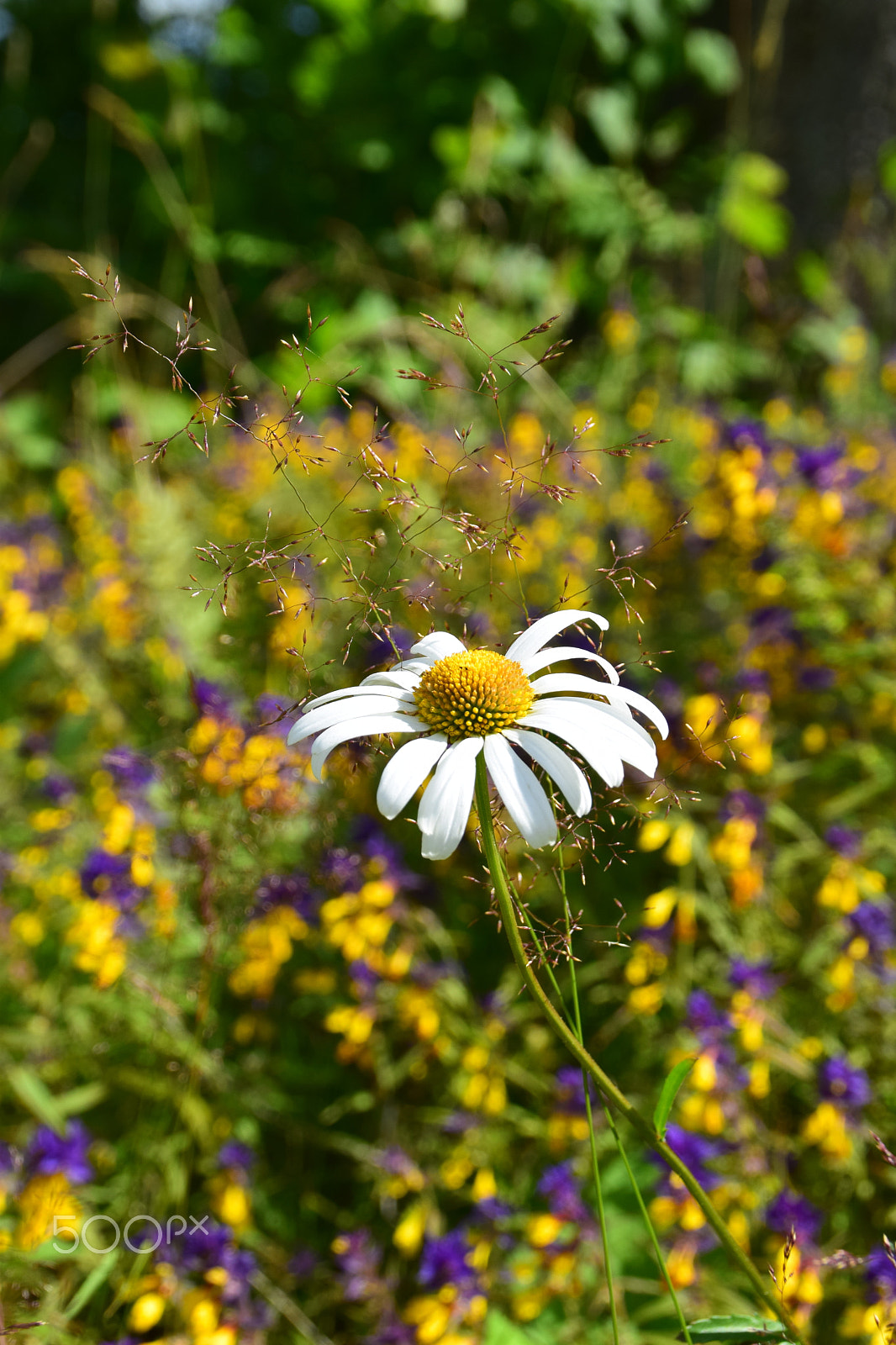 Nikon D3300 + Tamron AF 18-200mm F3.5-6.3 XR Di II LD Aspherical (IF) Macro sample photo. Marguerite flower in a meadow. photography