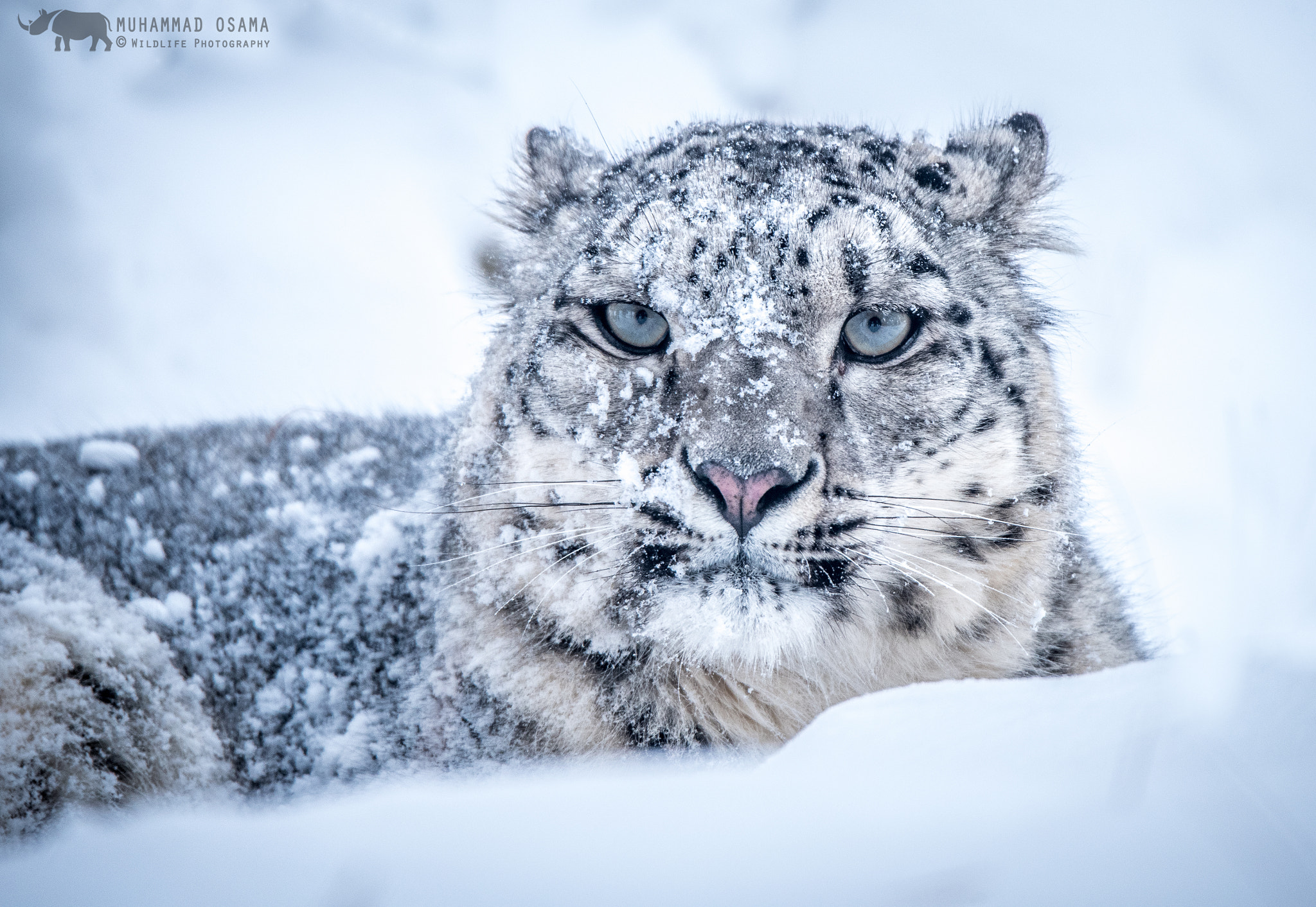 Nikon D750 + Sigma 150-600mm F5-6.3 DG OS HSM | S sample photo. Snow leopard photography