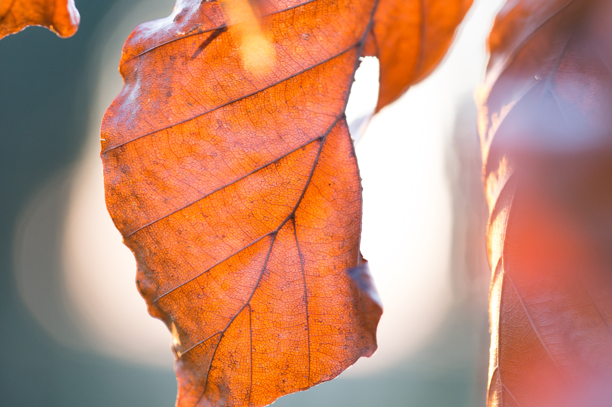 Canon EOS 6D sample photo. Autumn/winter leaf at sunset photography