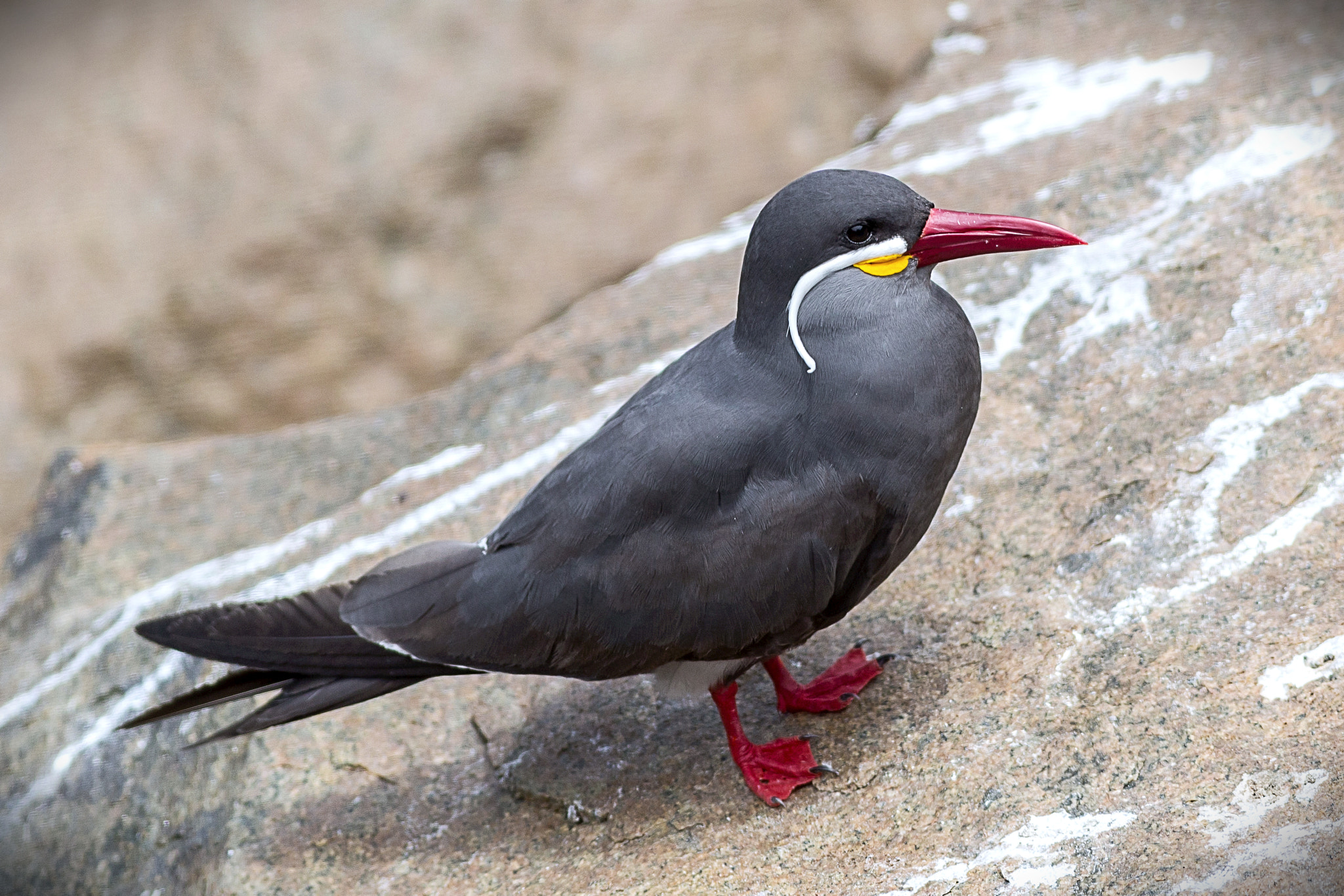 Canon EOS 6D sample photo. The elegance of the inka tern photography