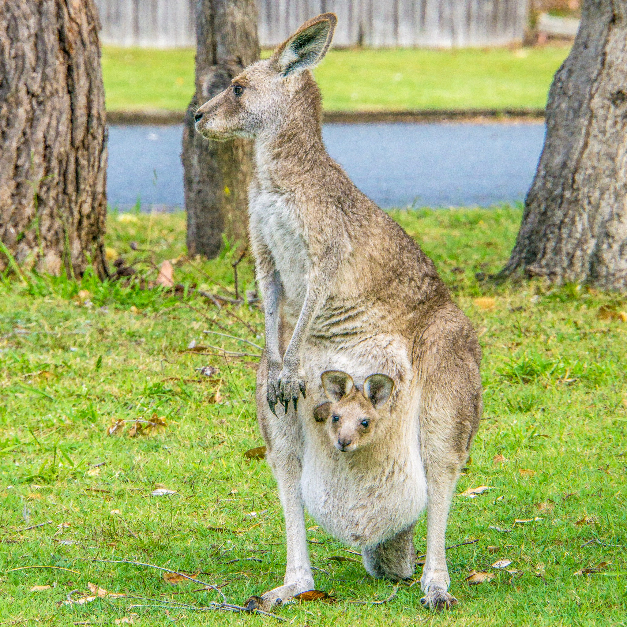 Sony a6000 + Sony E 18-200mm F3.5-6.3 OSS sample photo. Kangaroos in our street photography