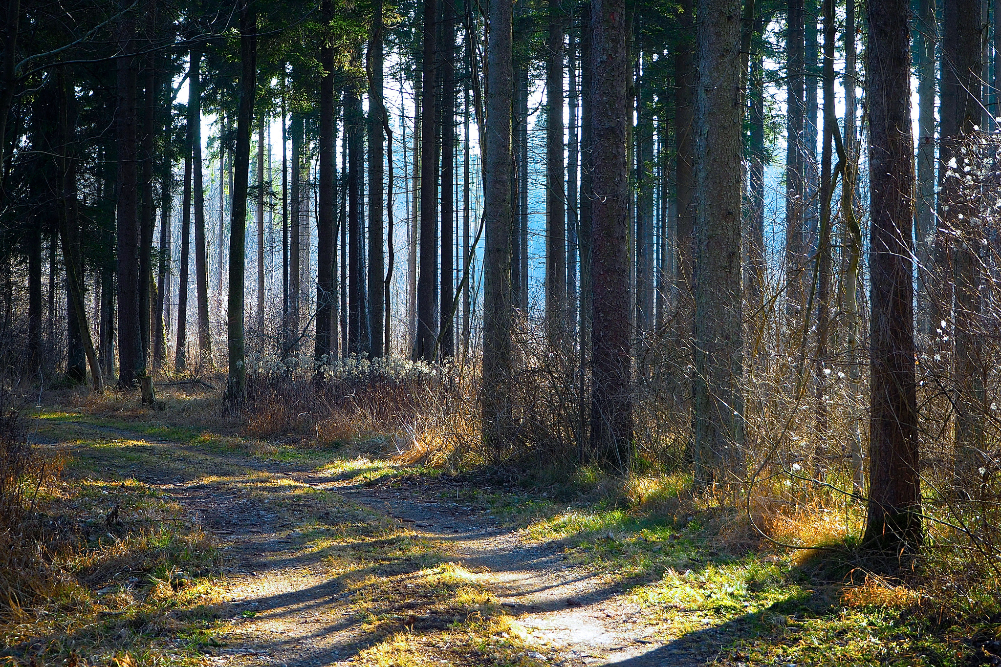 Olympus OM-D E-M5 II sample photo. Road through the trees photography