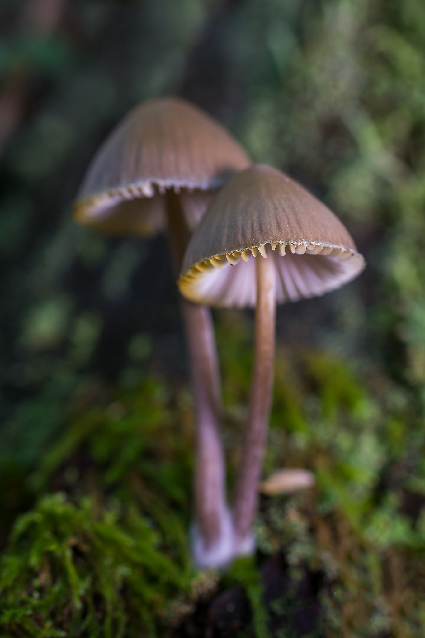 Canon EOS 60D + Sigma 50mm f/2.8 EX sample photo. Mycena sp  191116-0062 photography