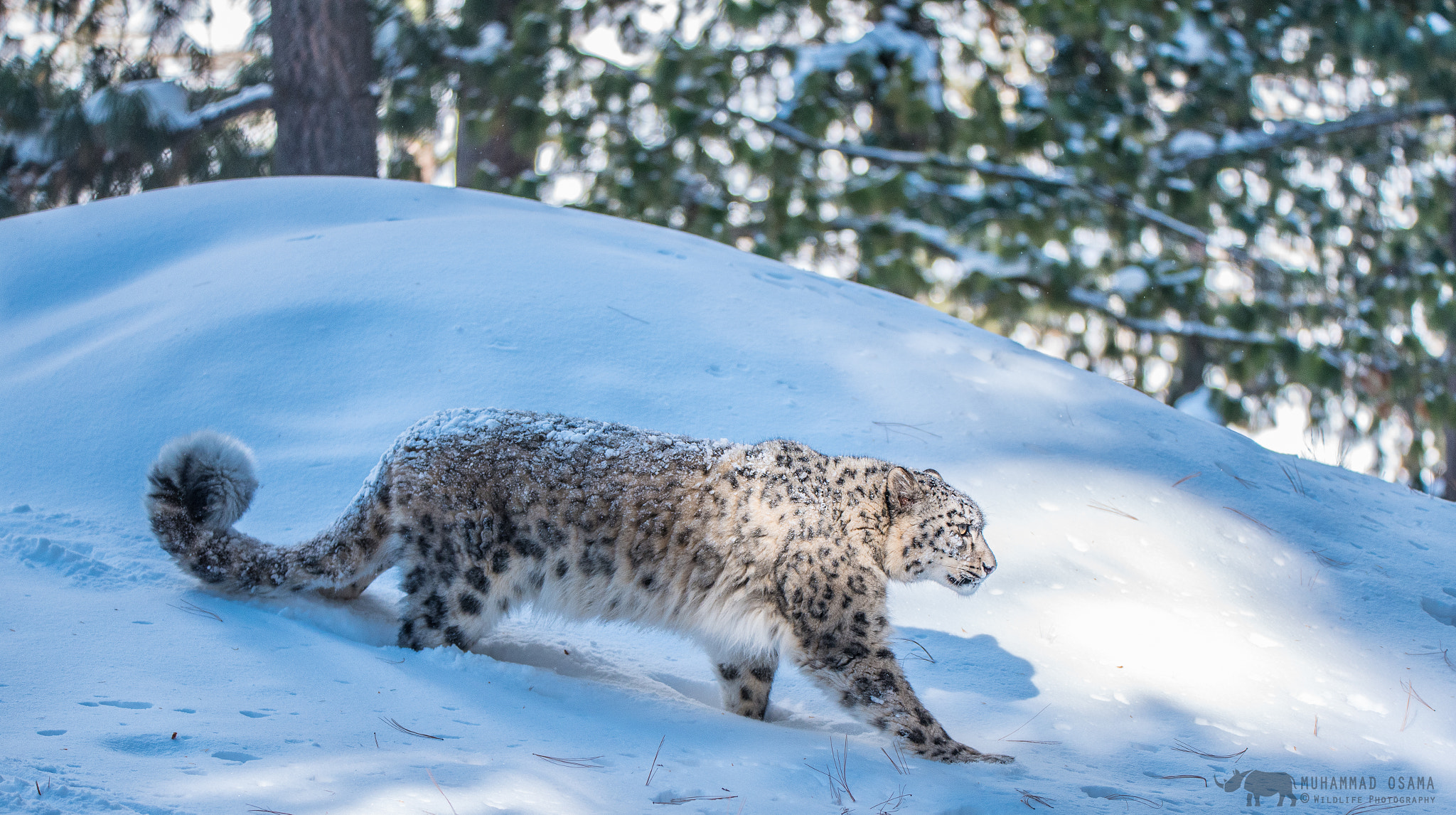 Sigma 150-600mm F5-6.3 DG OS HSM | S sample photo. Snow leopard photography