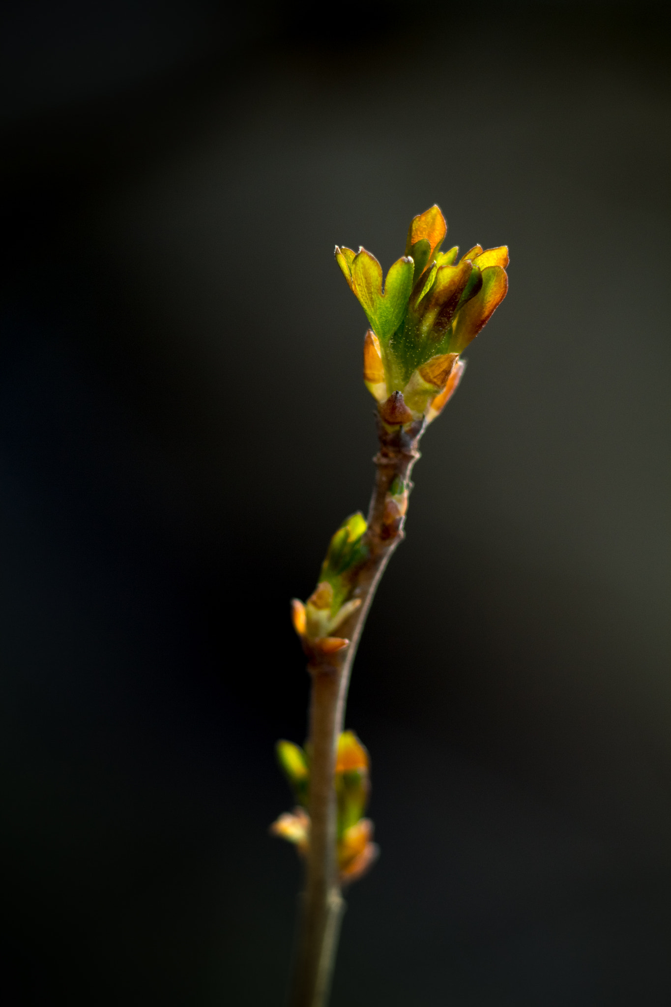 Canon EF 35-80mm f/4-5.6 sample photo. The first spring sprouts photography