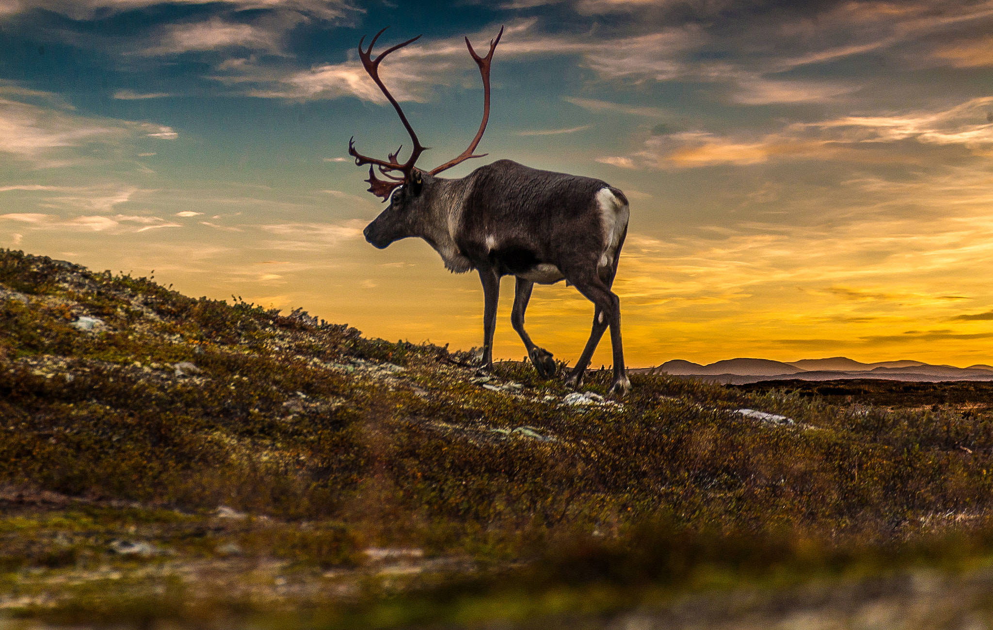 Canon EF 100-400mm F4.5-5.6L IS USM sample photo. One last swedish sunset! photography