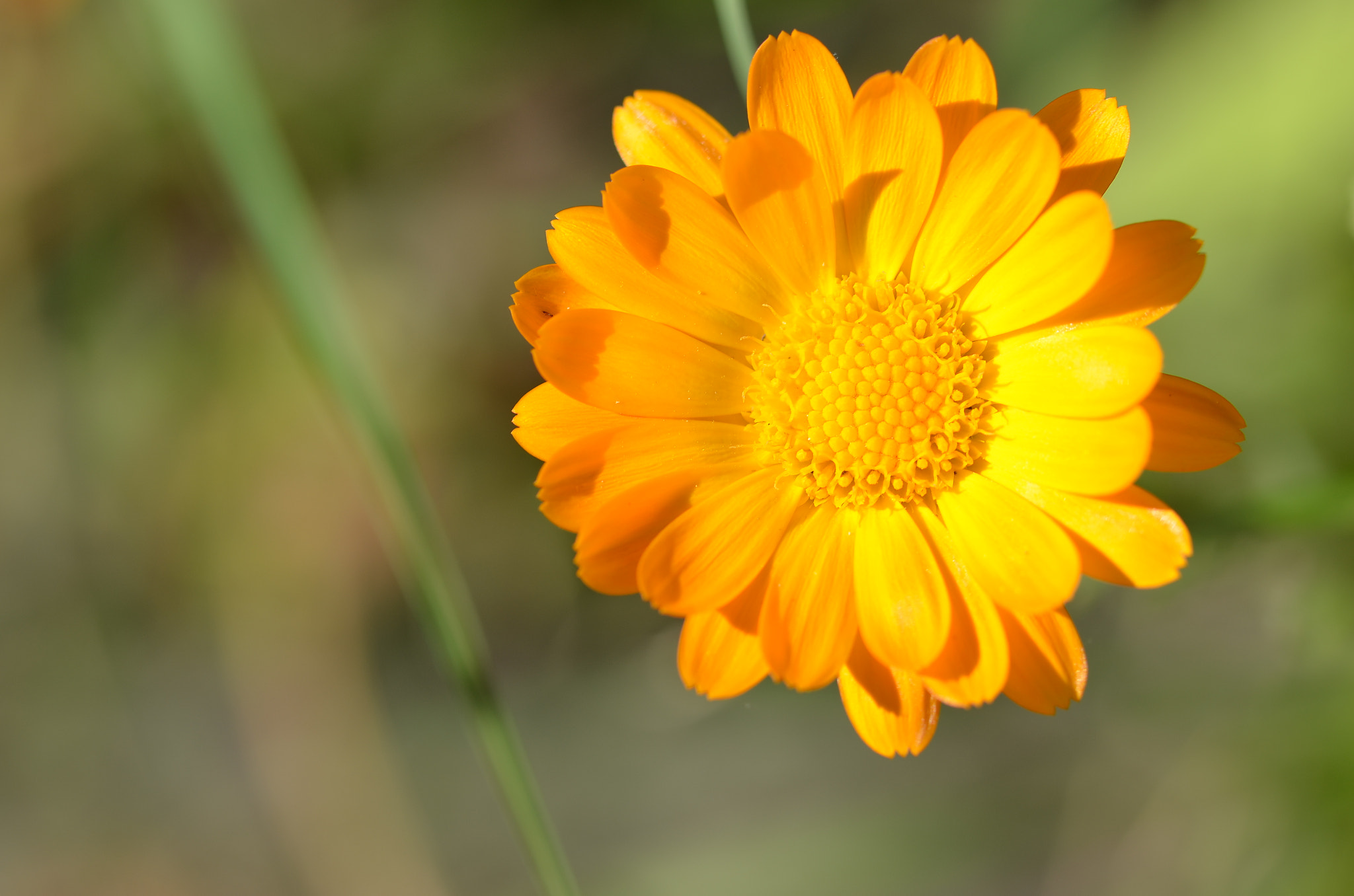 Sigma 105mm F2.8 EX DG OS HSM sample photo. El sol sale para todos photography