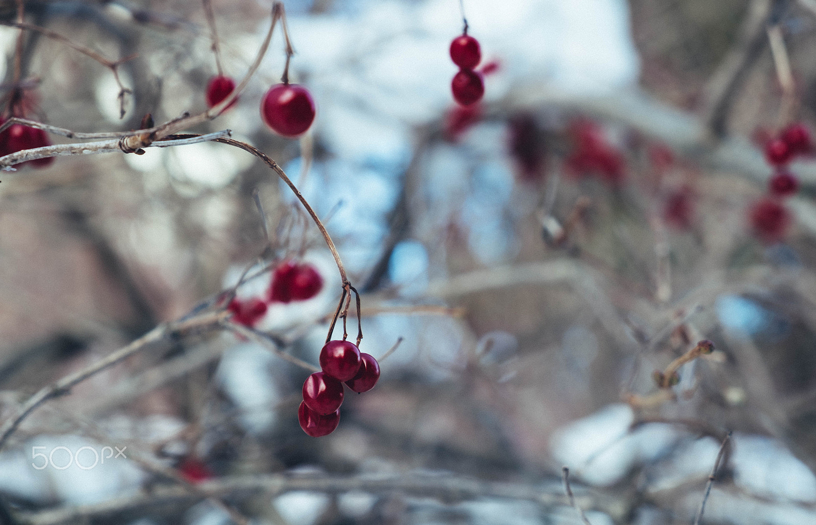 Fujifilm X-Pro1 + Fujifilm XF 18-55mm F2.8-4 R LM OIS sample photo. Passion photography