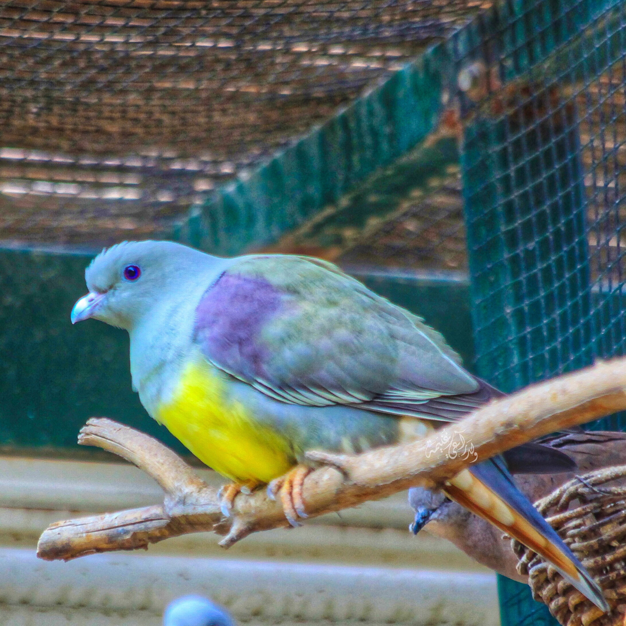 Canon EF 70-300mm F4-5.6 IS USM sample photo