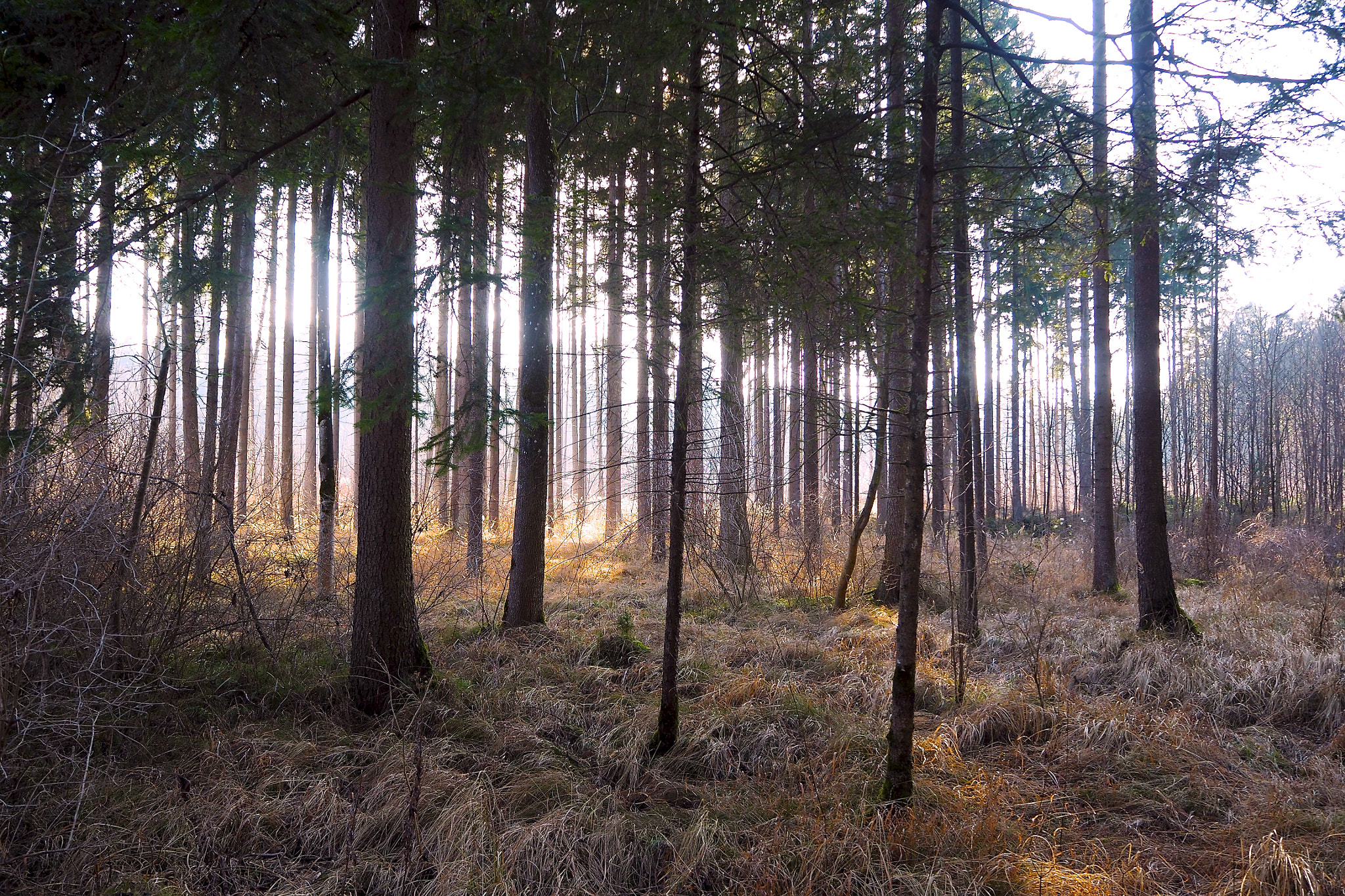 Olympus OM-D E-M5 II sample photo. Woods of light photography