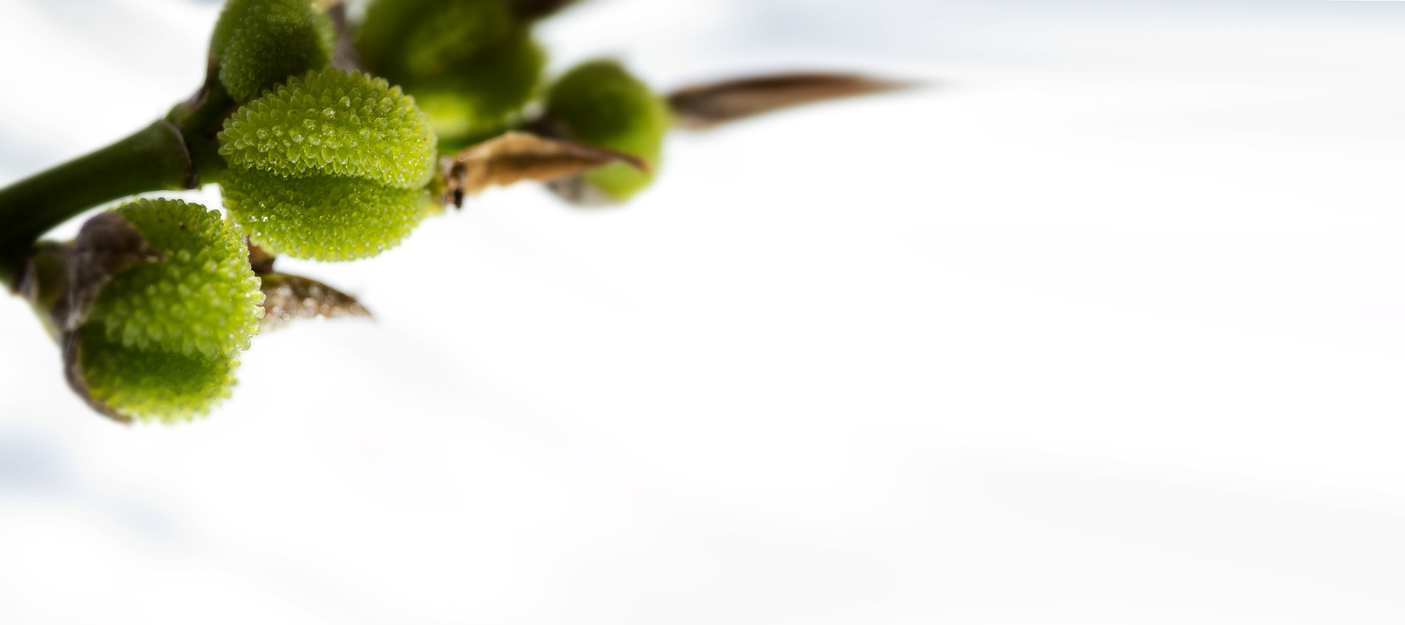 Canon EF 100mm F2.8 Macro USM sample photo. New beginnings photography