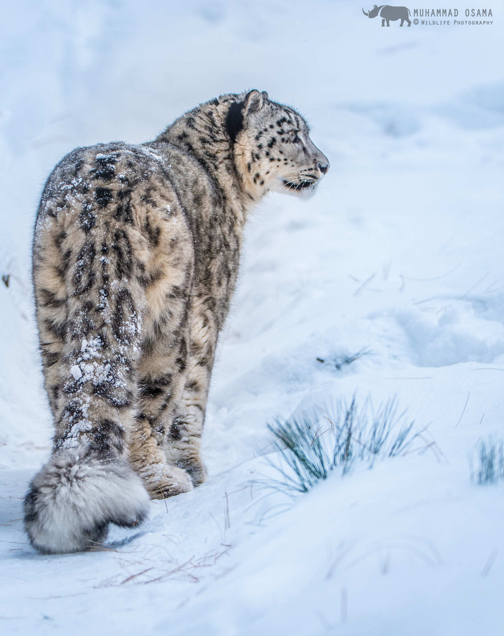 Sigma 150-600mm F5-6.3 DG OS HSM | S sample photo. Snow leopard photography