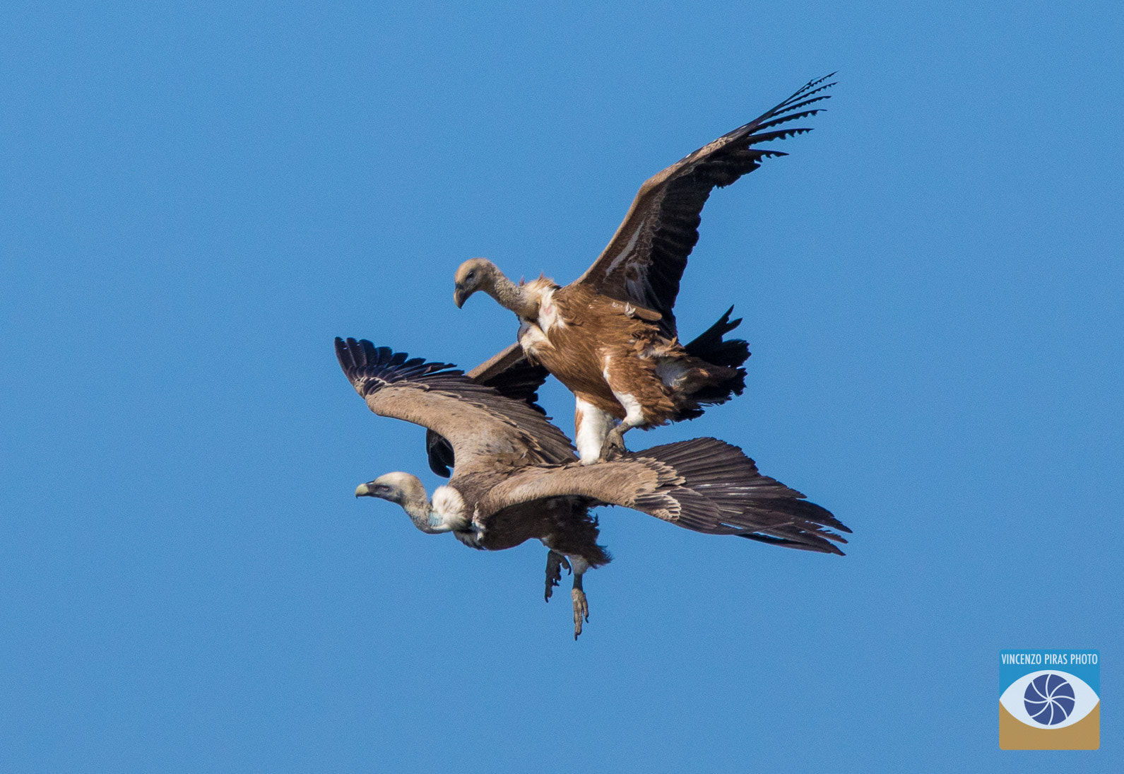 150-600mm F5-6.3 DG OS HSM | Contemporary 015 sample photo. Coppia di avvoltoio grifone in volo nella costa di bosa - sardegna centro occidentale photography