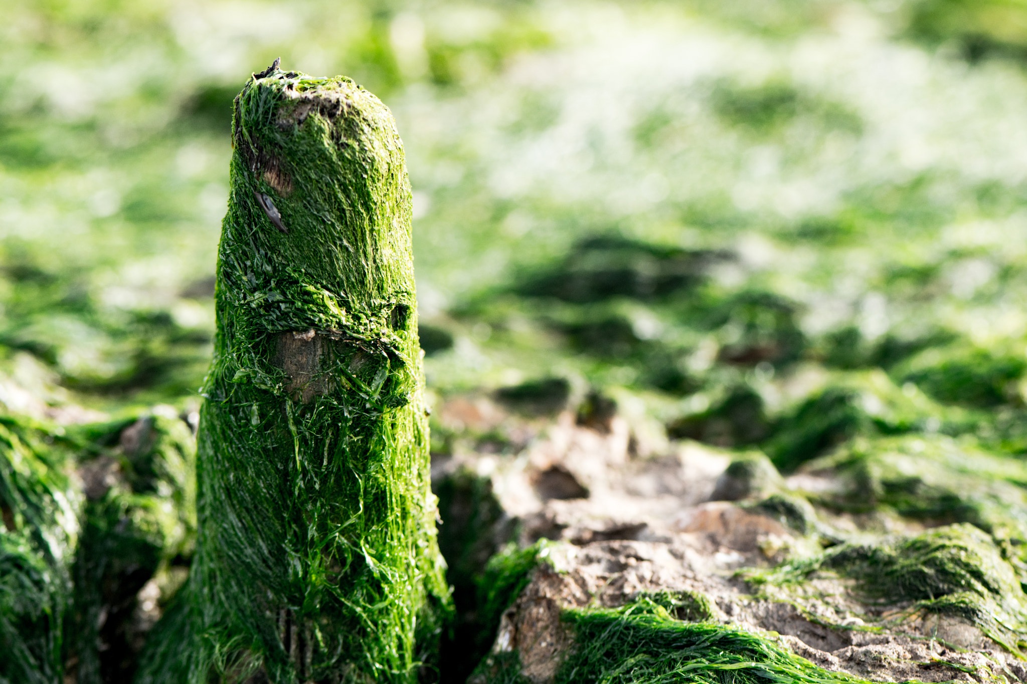 Nikon AF-S Micro-Nikkor 105mm F2.8G IF-ED VR sample photo. Seaweed photography