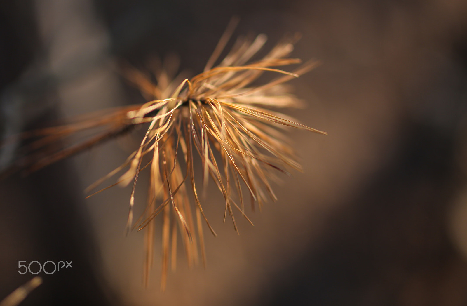 Canon EOS 6D sample photo. Dried pine needles photography