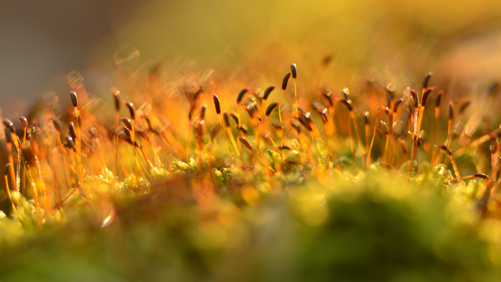 Nikon D3200 sample photo. Le premier danse du soleil photography